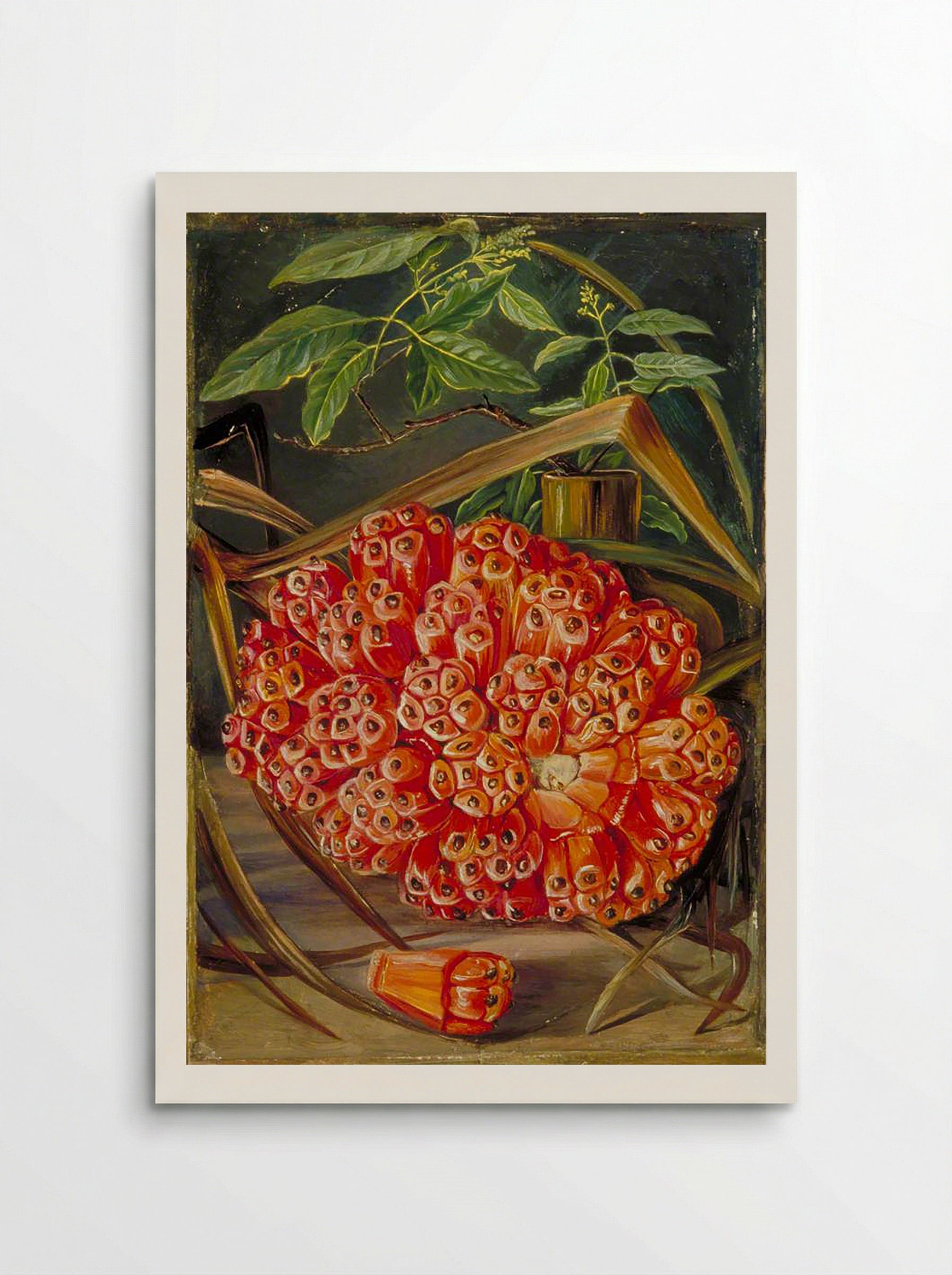 Ripe Fruit of a Screw Pine and a Sprig of Sandal Wood - Marianne North - Poster