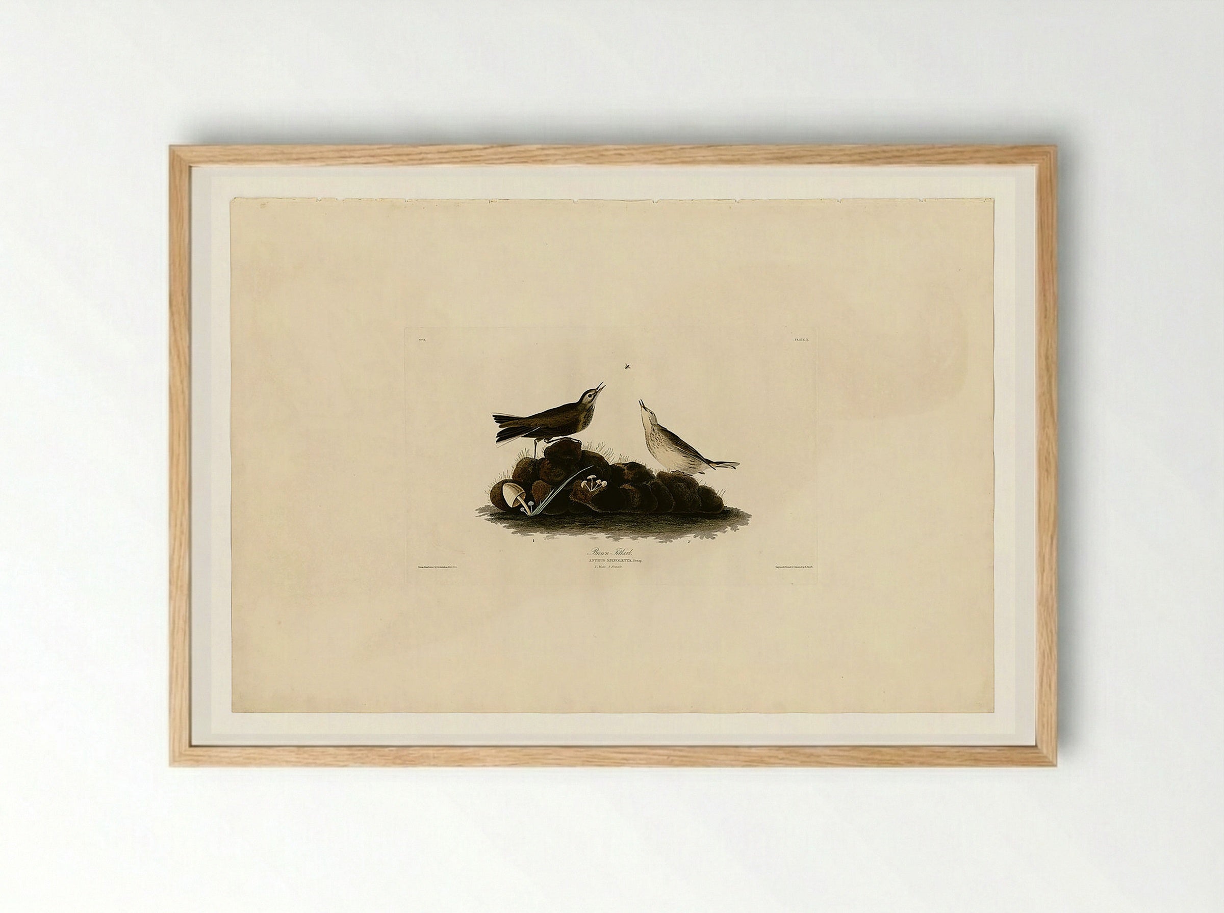 Plate 10. Brown Titlark - John James Audubon - Framed Print Wood