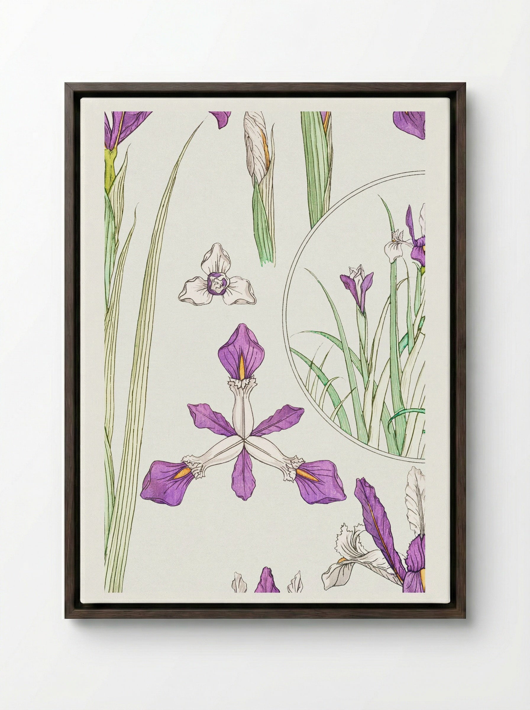 Iris, from La Plante et ses Applications ornementales - Maurice Pillard Verneuil - Framed Canvas Dark Wood