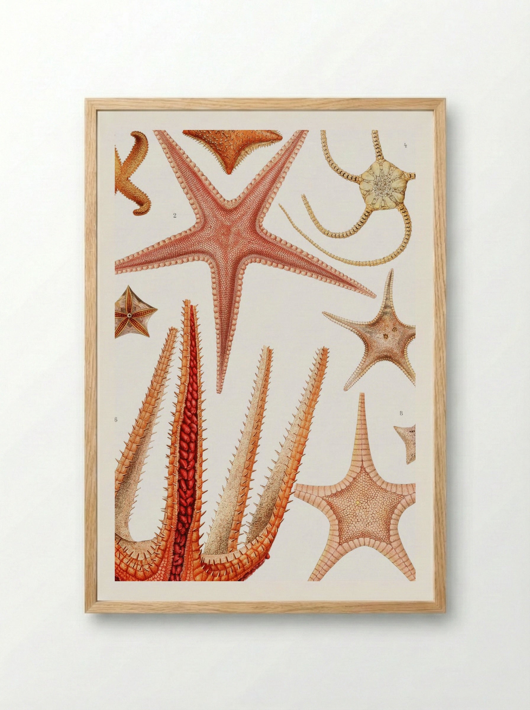 Starfish Varieties - Albert I of Monaco - Framed Print Wood