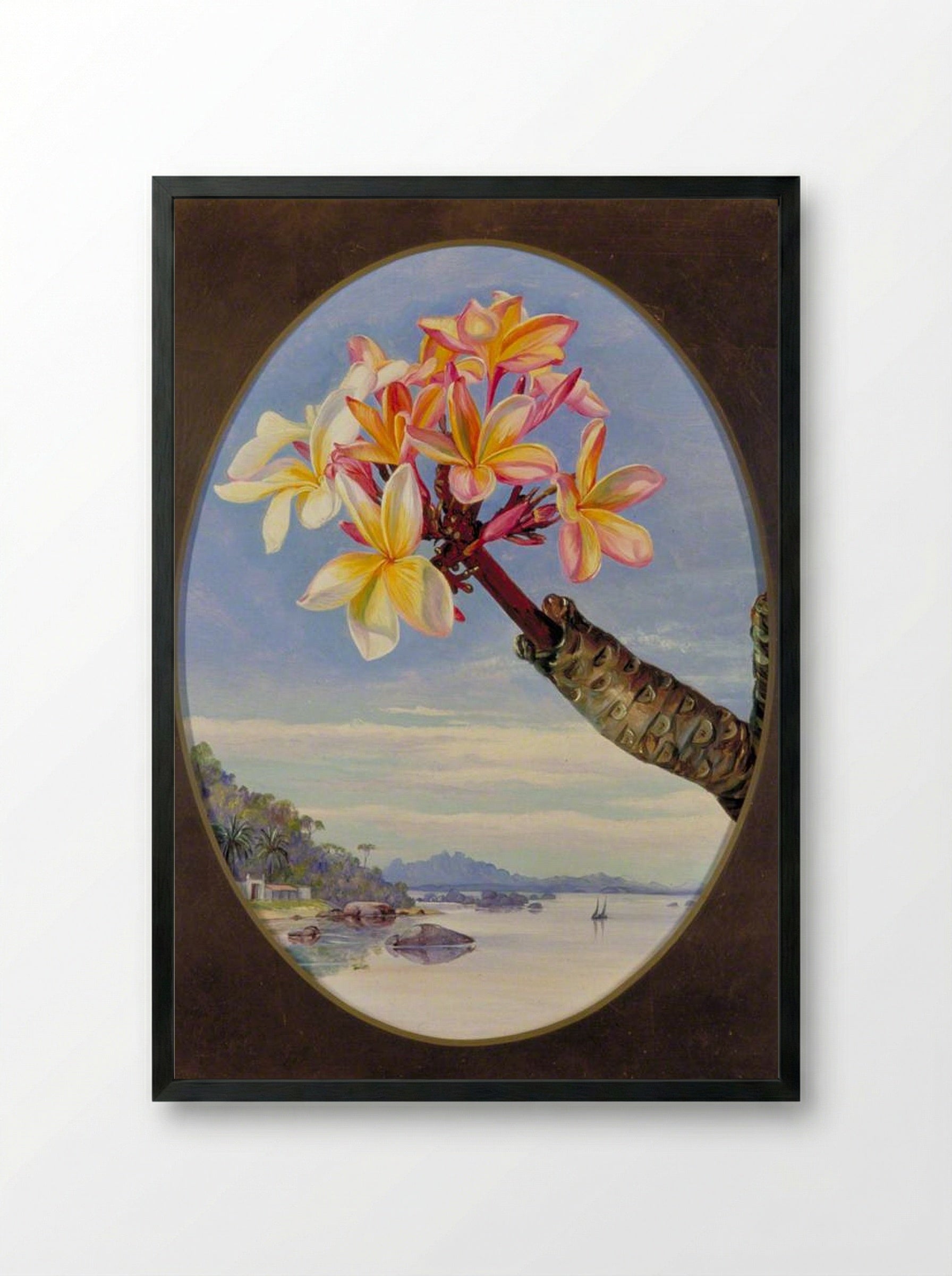 Flowers of Jasmine Mango or Frangipani, Brazil - Marianne North - Framed Print Black