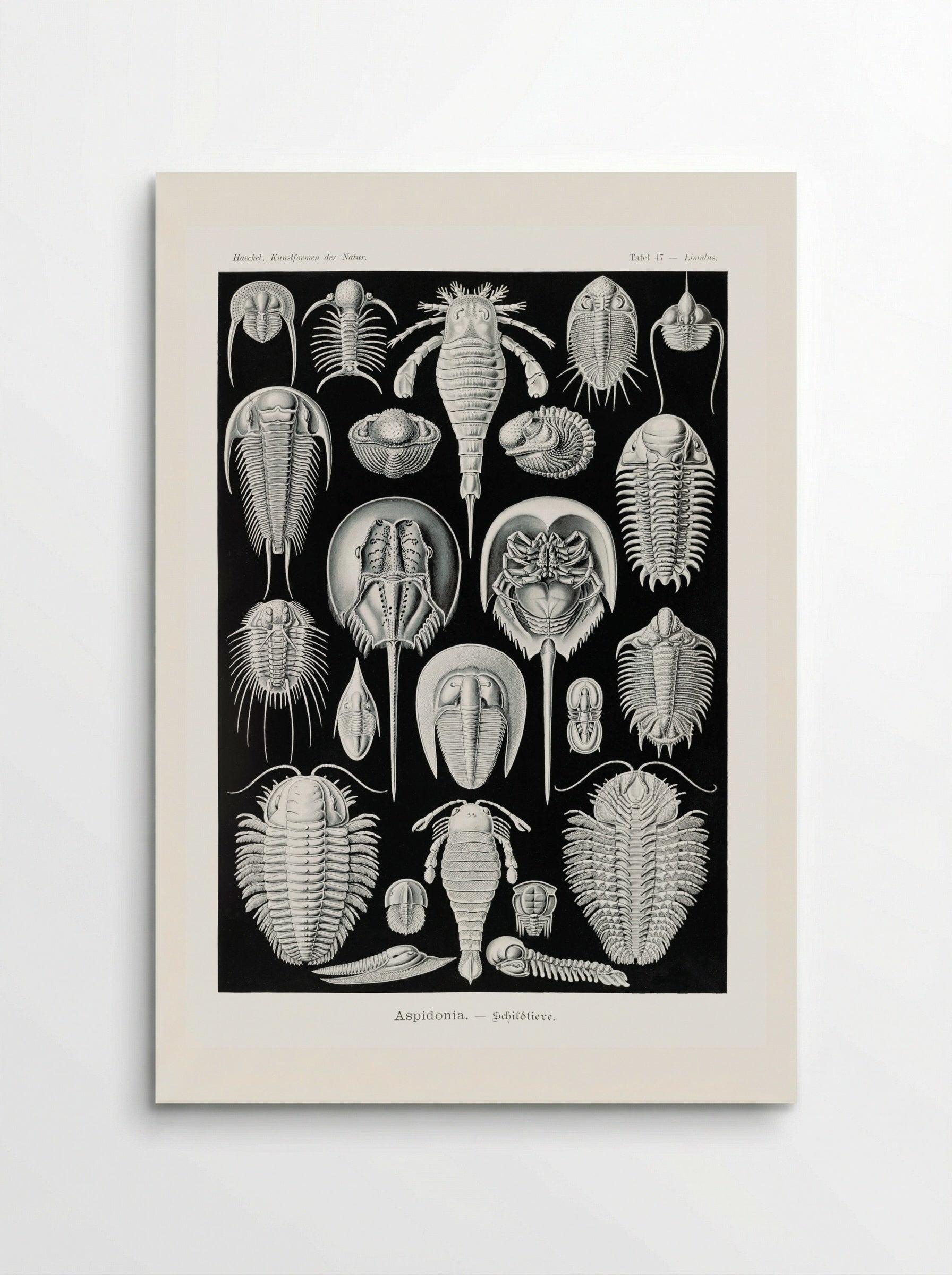 Aspidonia-Schildtiere (1904) - Ernst Haeckel - Poster