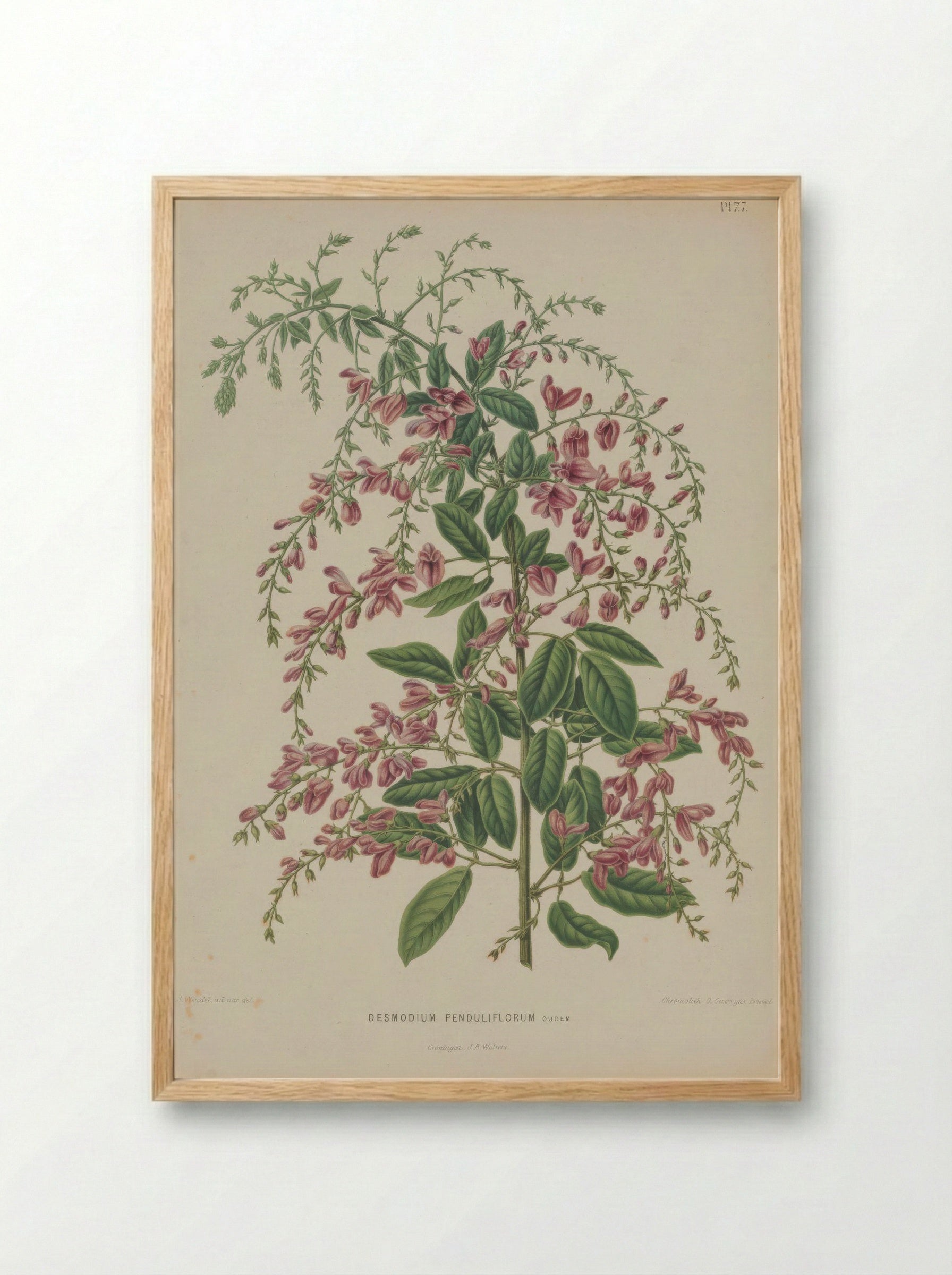 Desmodium Penduliflorum Oudem. - A. J. Wendel - Framed Print Wood