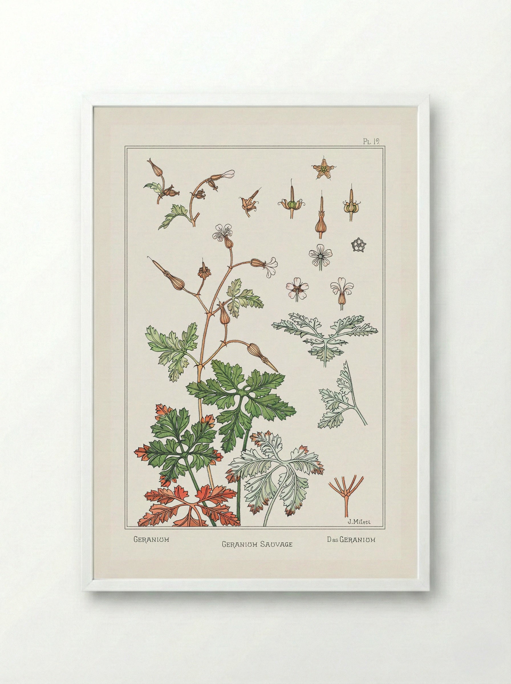 Geranium sauvage - Maurice Pillard Verneuil - Framed Print White