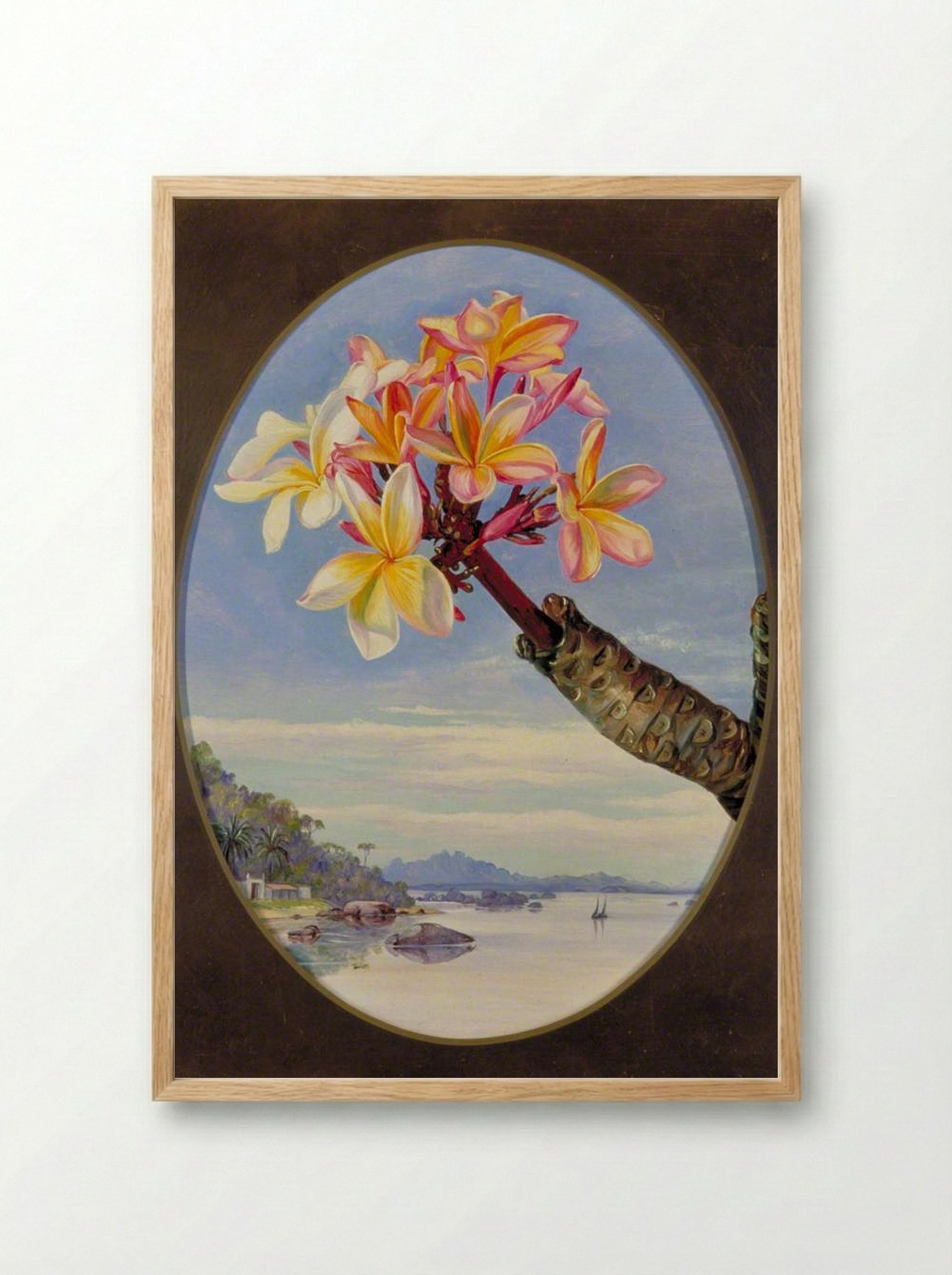 Flowers of Jasmine Mango or Frangipani, Brazil - Marianne North - Framed Print Wood