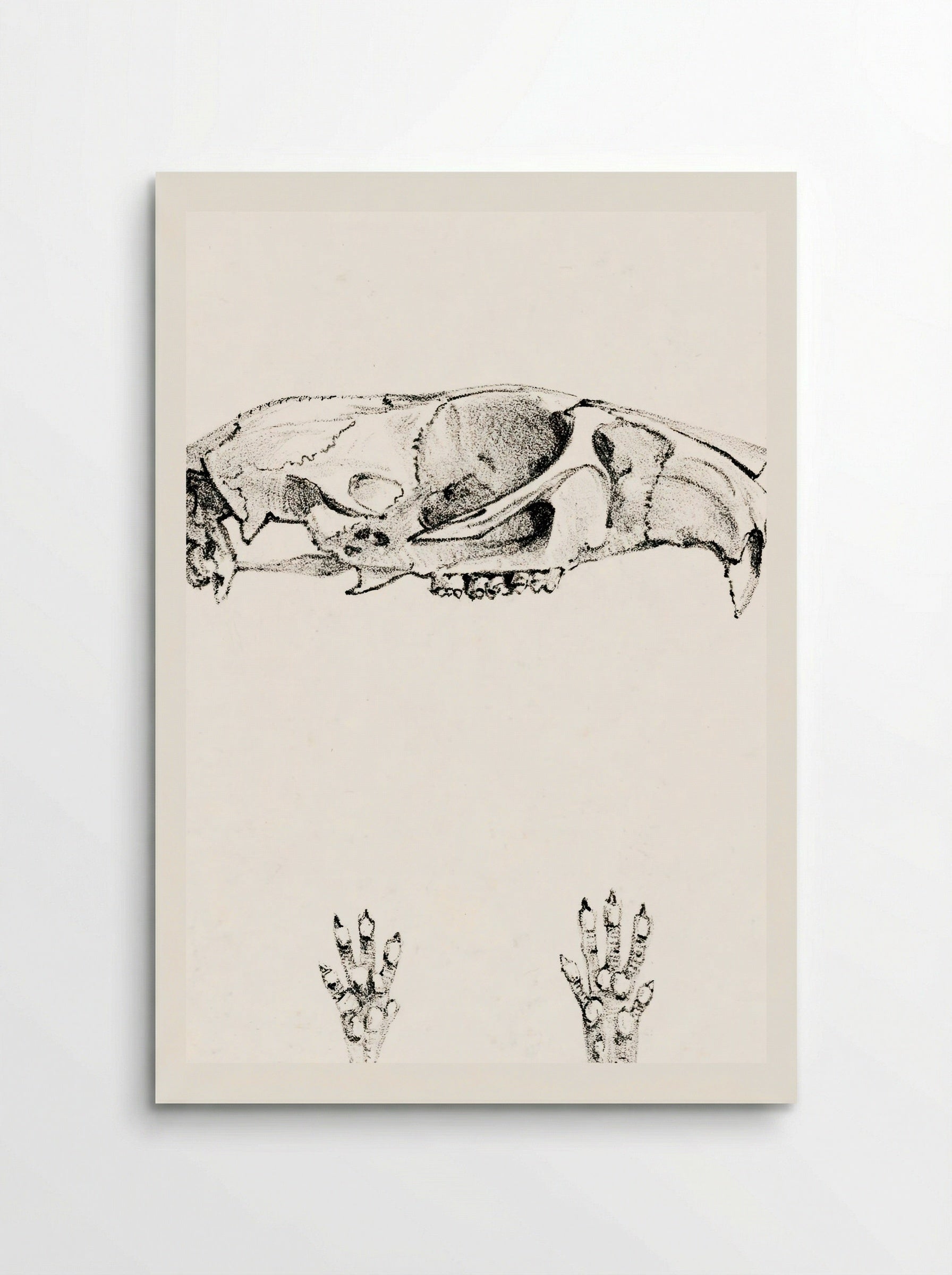 Knaagdierschedels (Rodent Skulls) - Theo van Hoytema - Poster