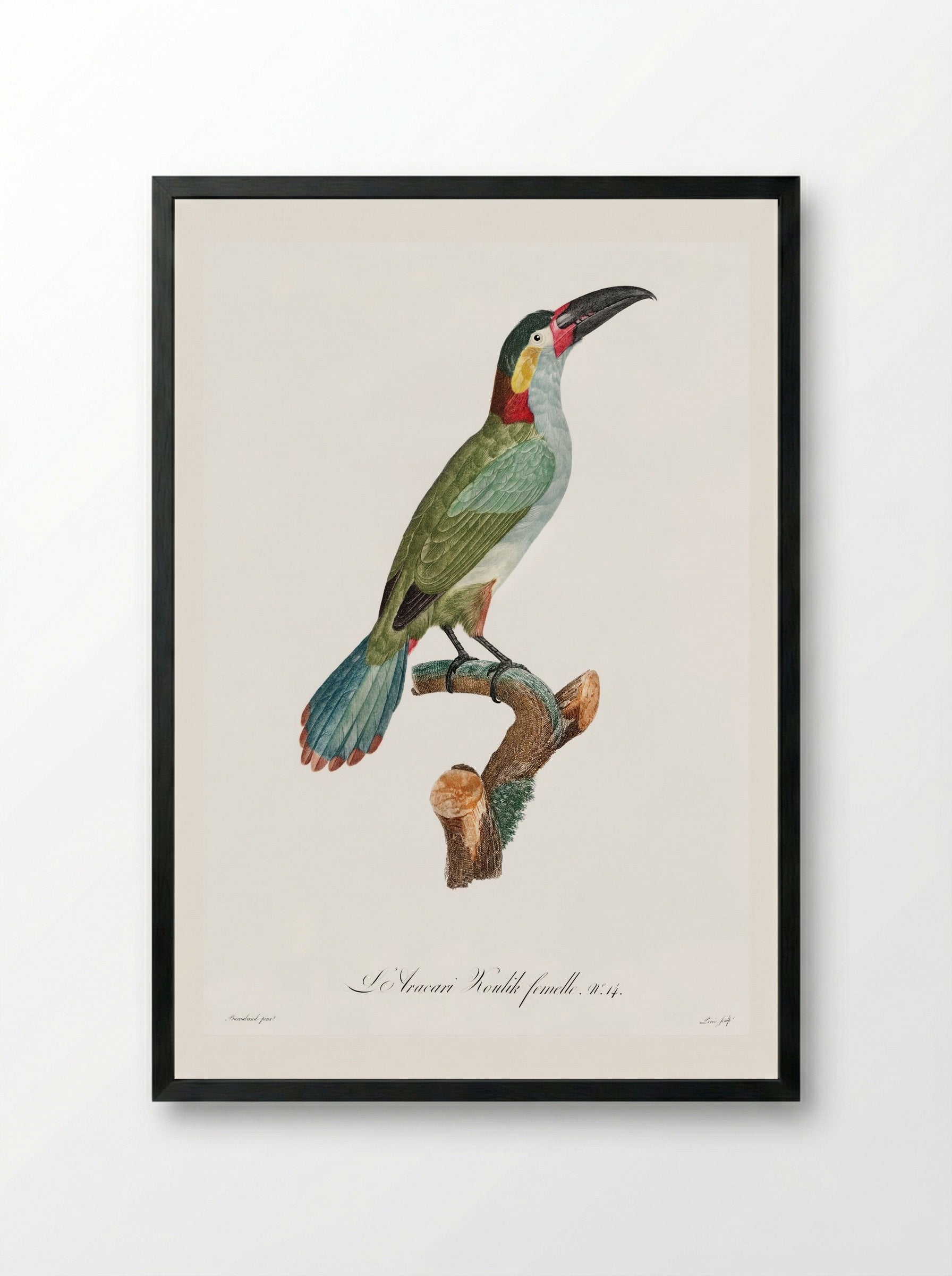 Black-necked Aracari - Jacques Barraband - Framed Print Black