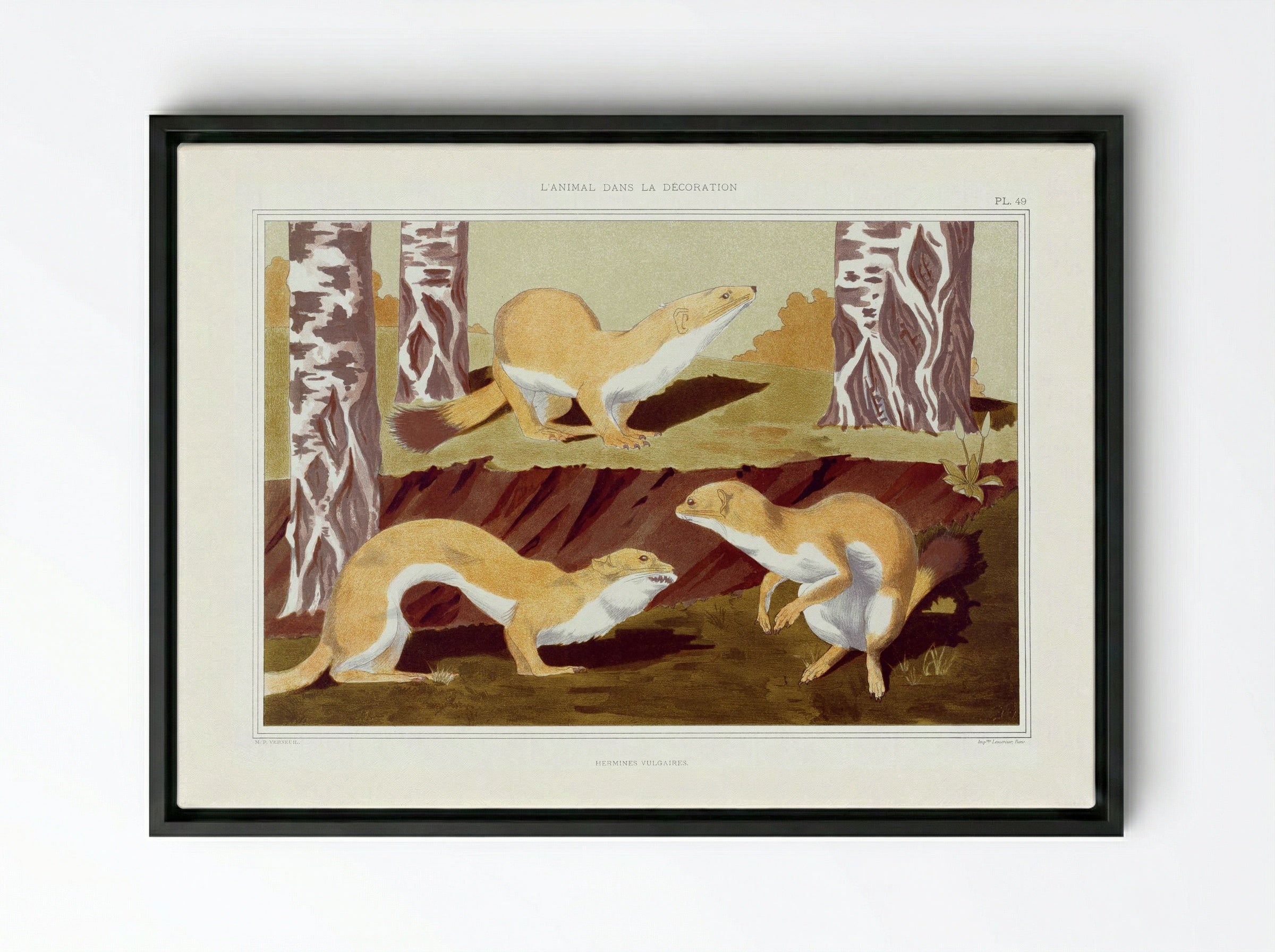Hermines Vulgaires (Weasels) from L'animal dans la décoration - Maurice Pillard Verneuil - Framed Canvas Black
