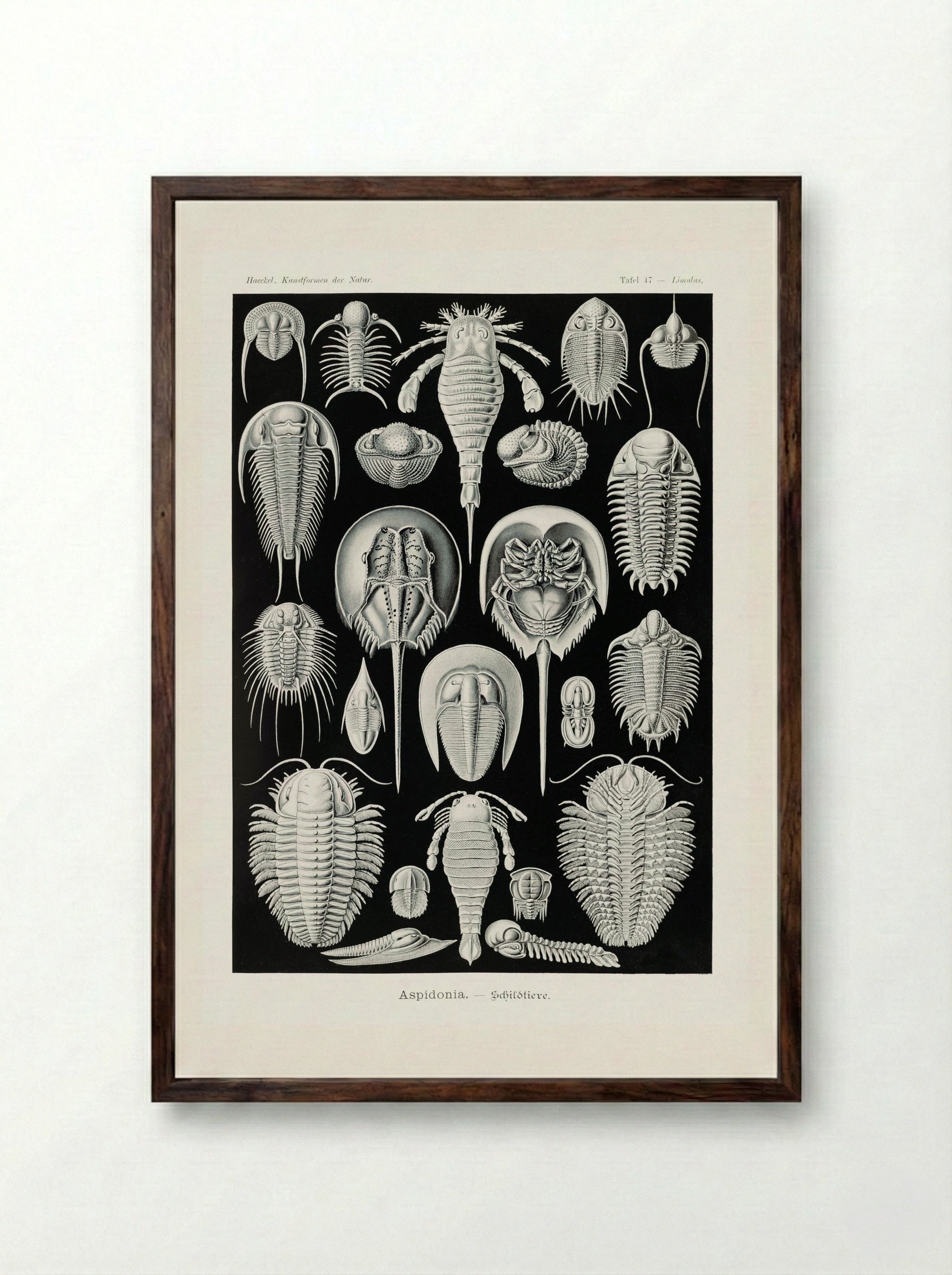 Aspidonia-Schildtiere (1904) - Ernst Haeckel - Framed Print Dark Wood