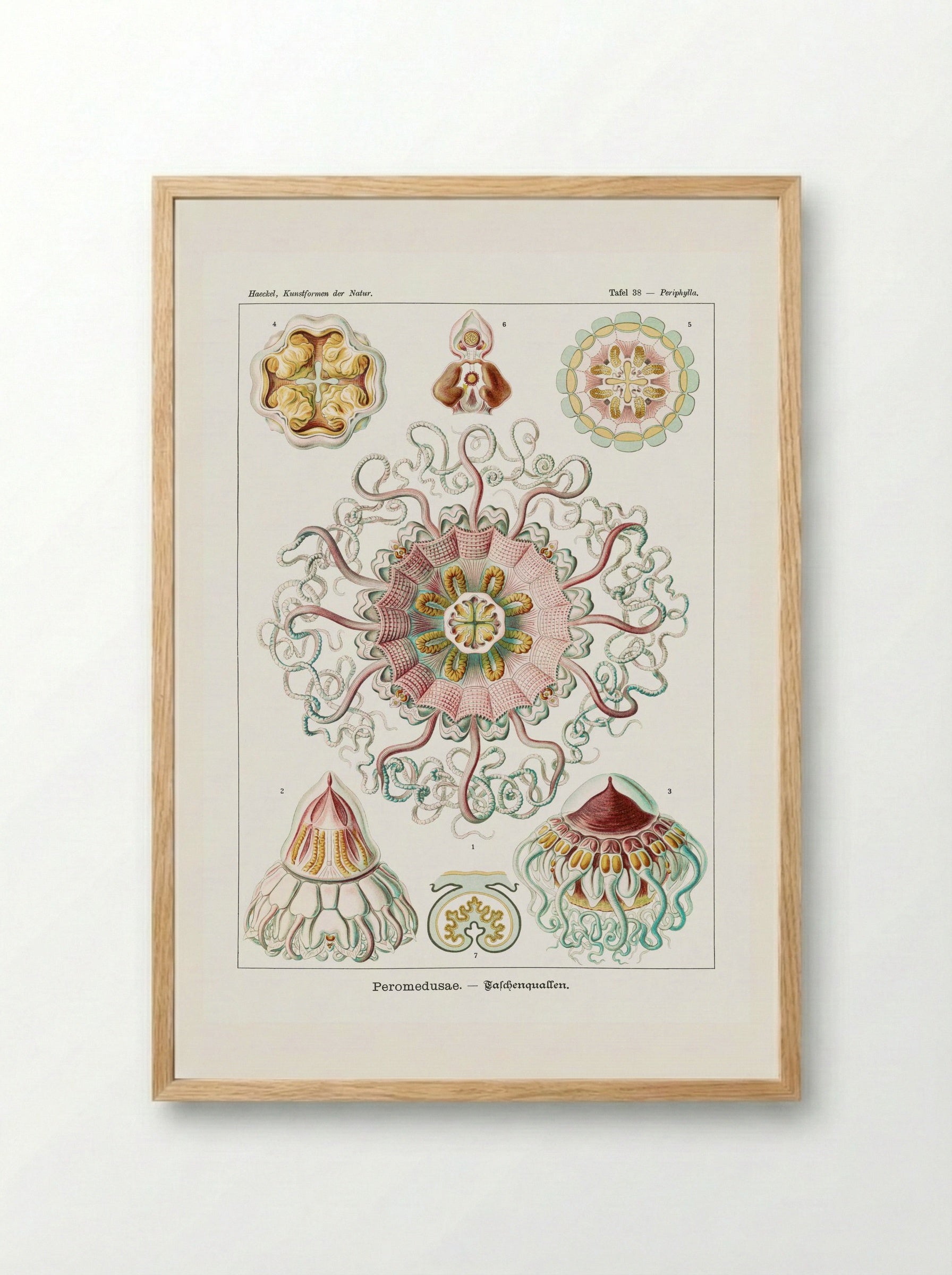 Peromedusae-Talchenquallen (1904) - Ernst Haeckel - Framed Print Wood