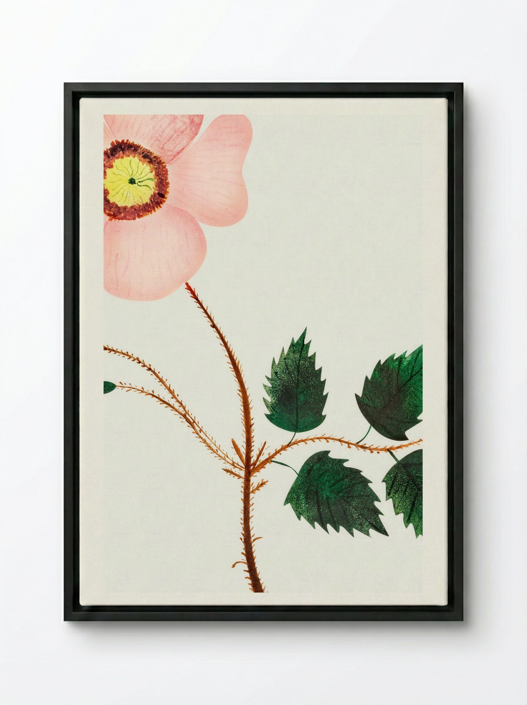 Wild Rose - Mary Altha Nims - Framed Canvas Black