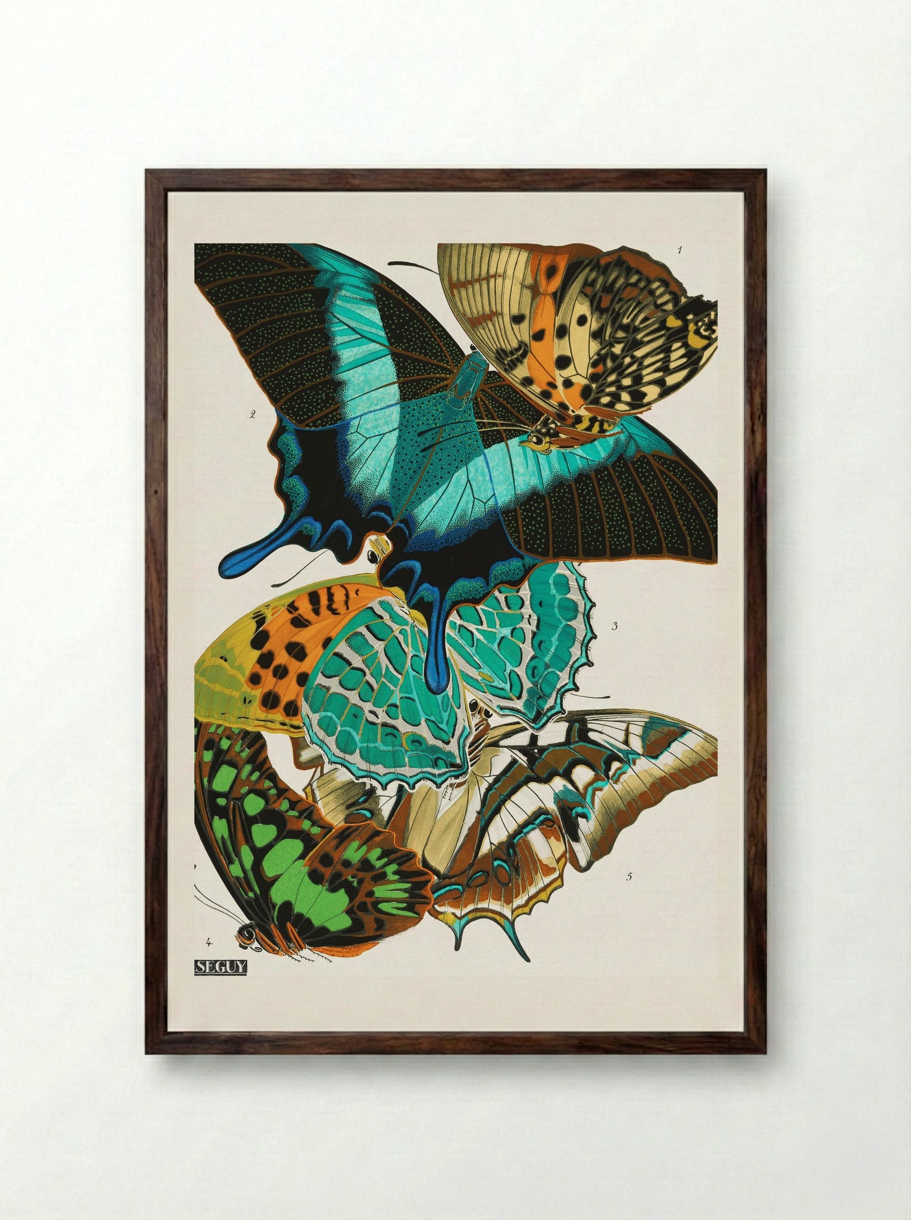 Butterflies (Plate 13) - Eugène Alain Séguy - Framed Print Dark Wood