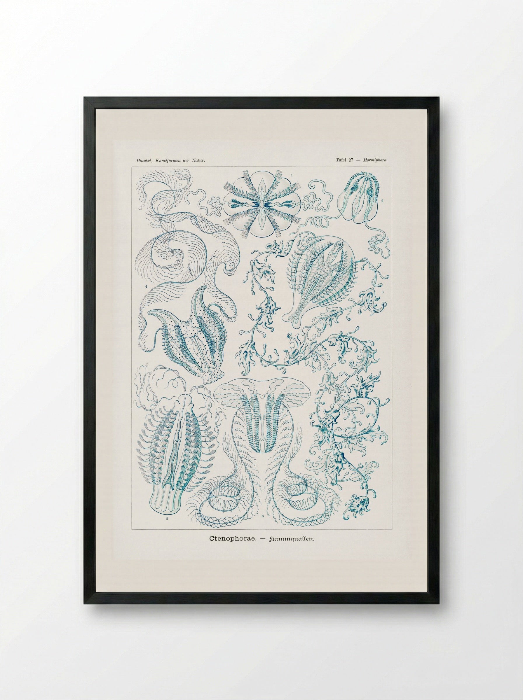 Ctenophorae-Kammquallen (1904) - Ernst Haeckel - Framed Print Black