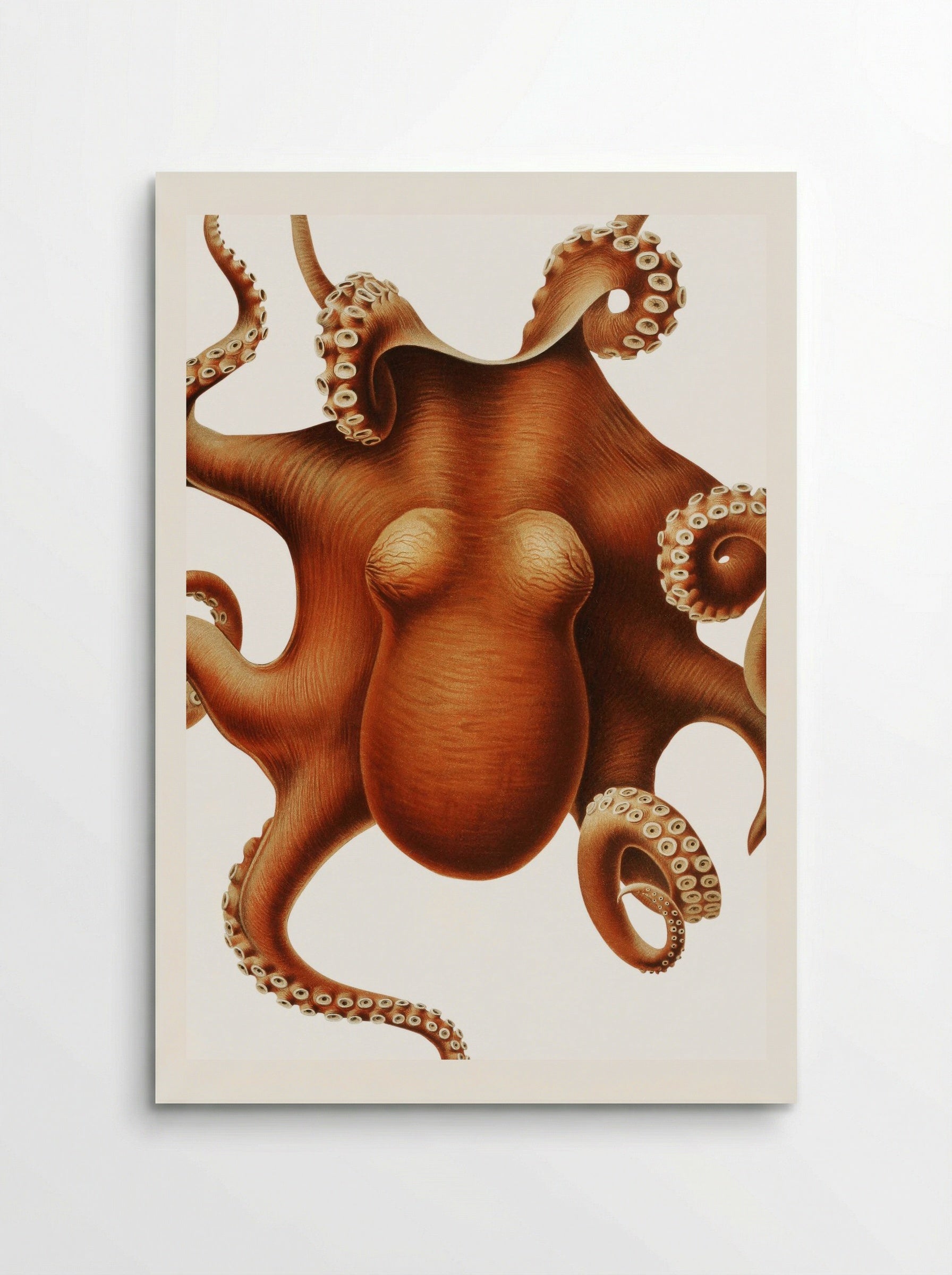 Octopus illustration (1898-1899) - Carl Chun - Poster