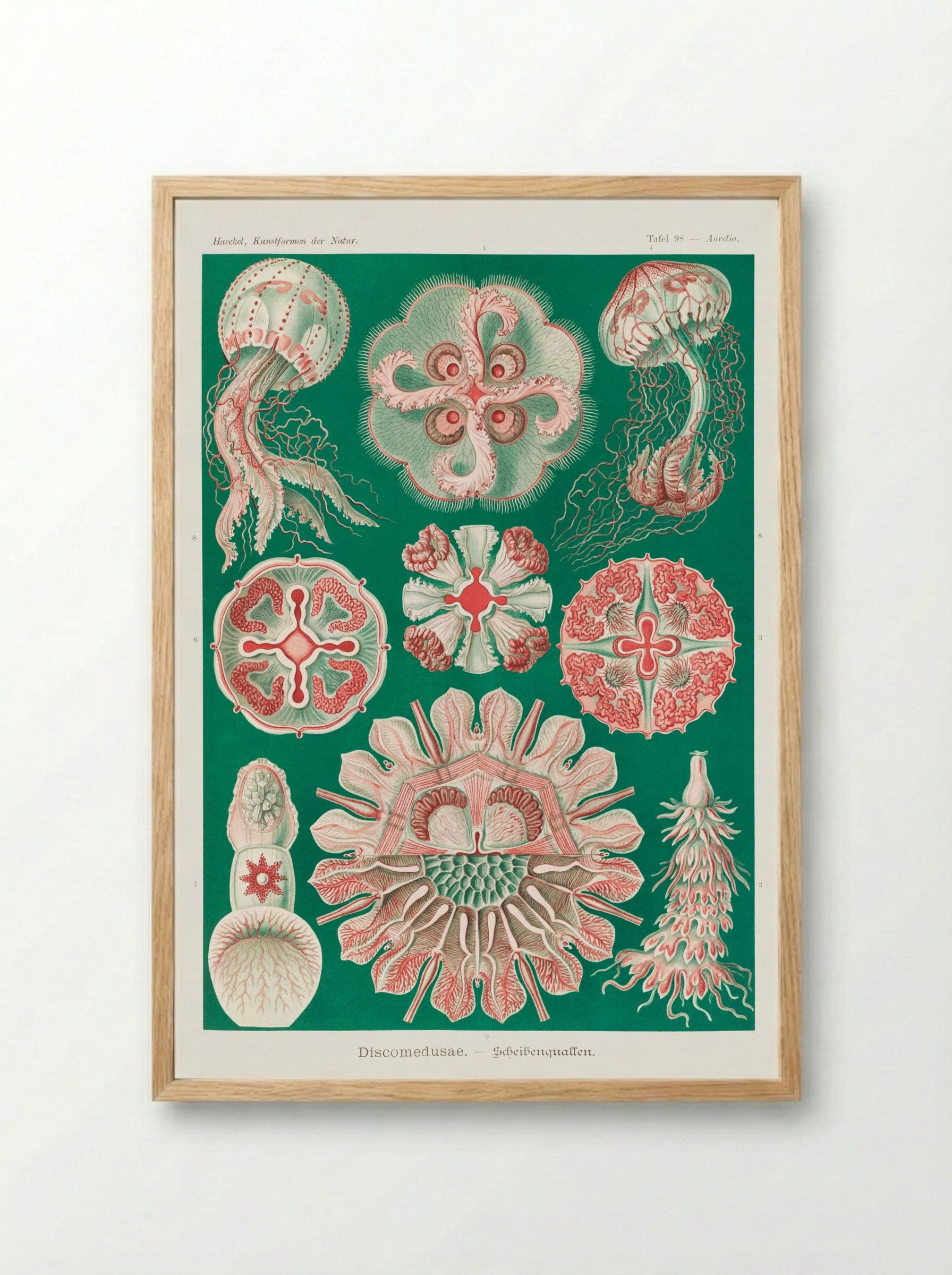 Discomedusae-Schweibenquallen (1904) - Ernst Haeckel - Framed Print Wood