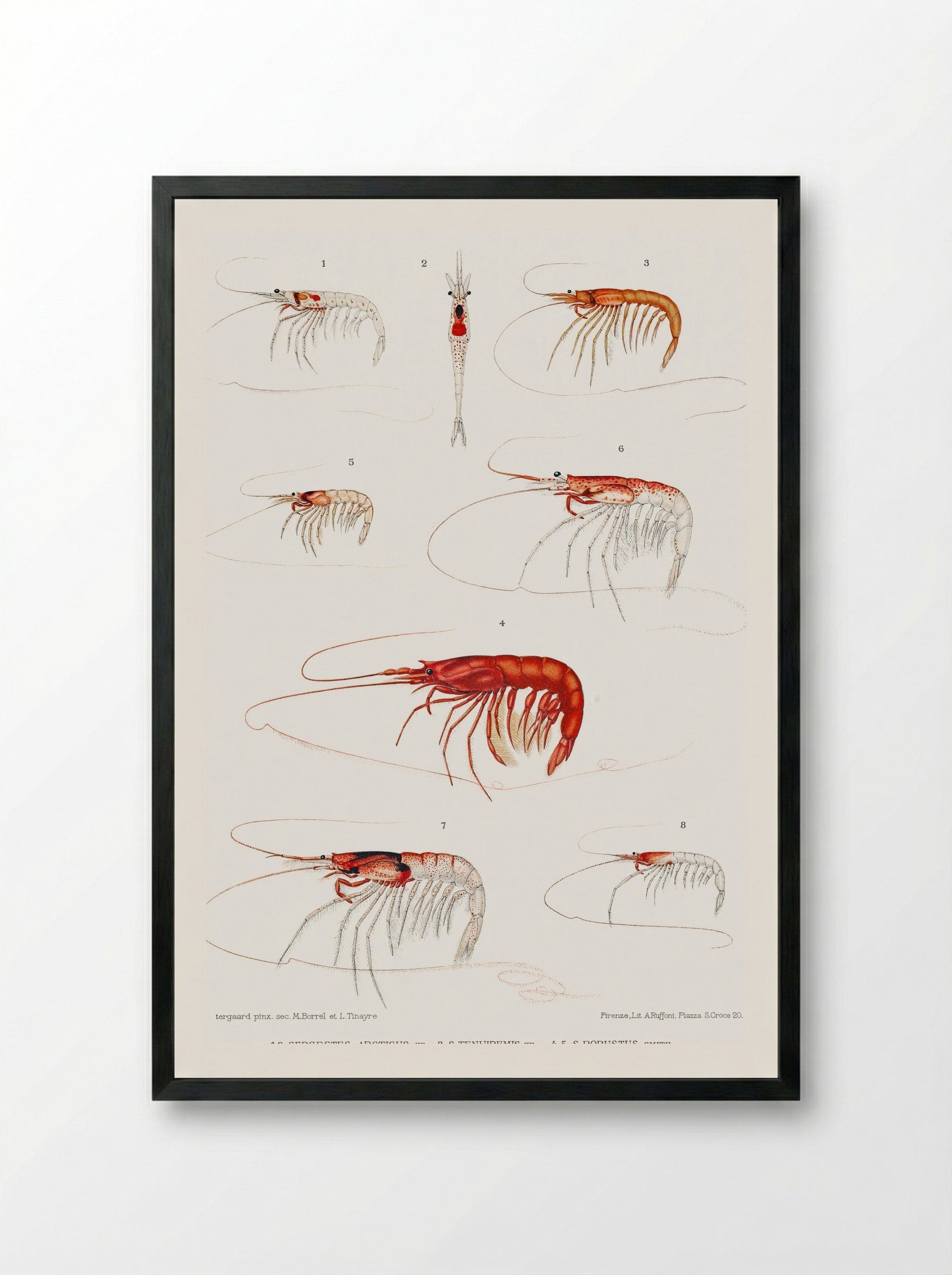 Shrimp Varieties Set Illustration - Albert I of Monaco - Framed Print Black