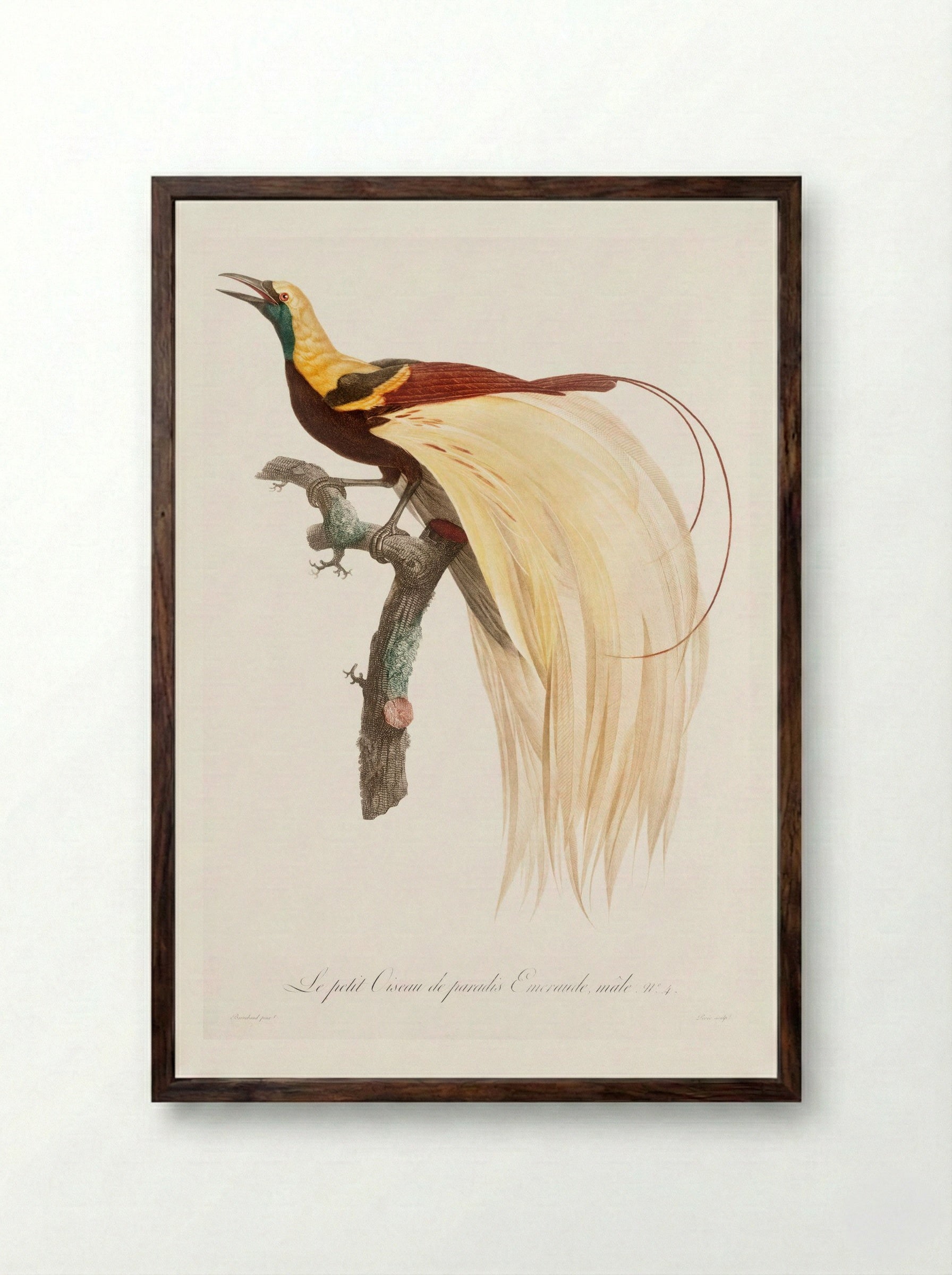 Young Emperor Bird-of-Paradise, Male - Jacques Barraband - Framed Print Dark Wood