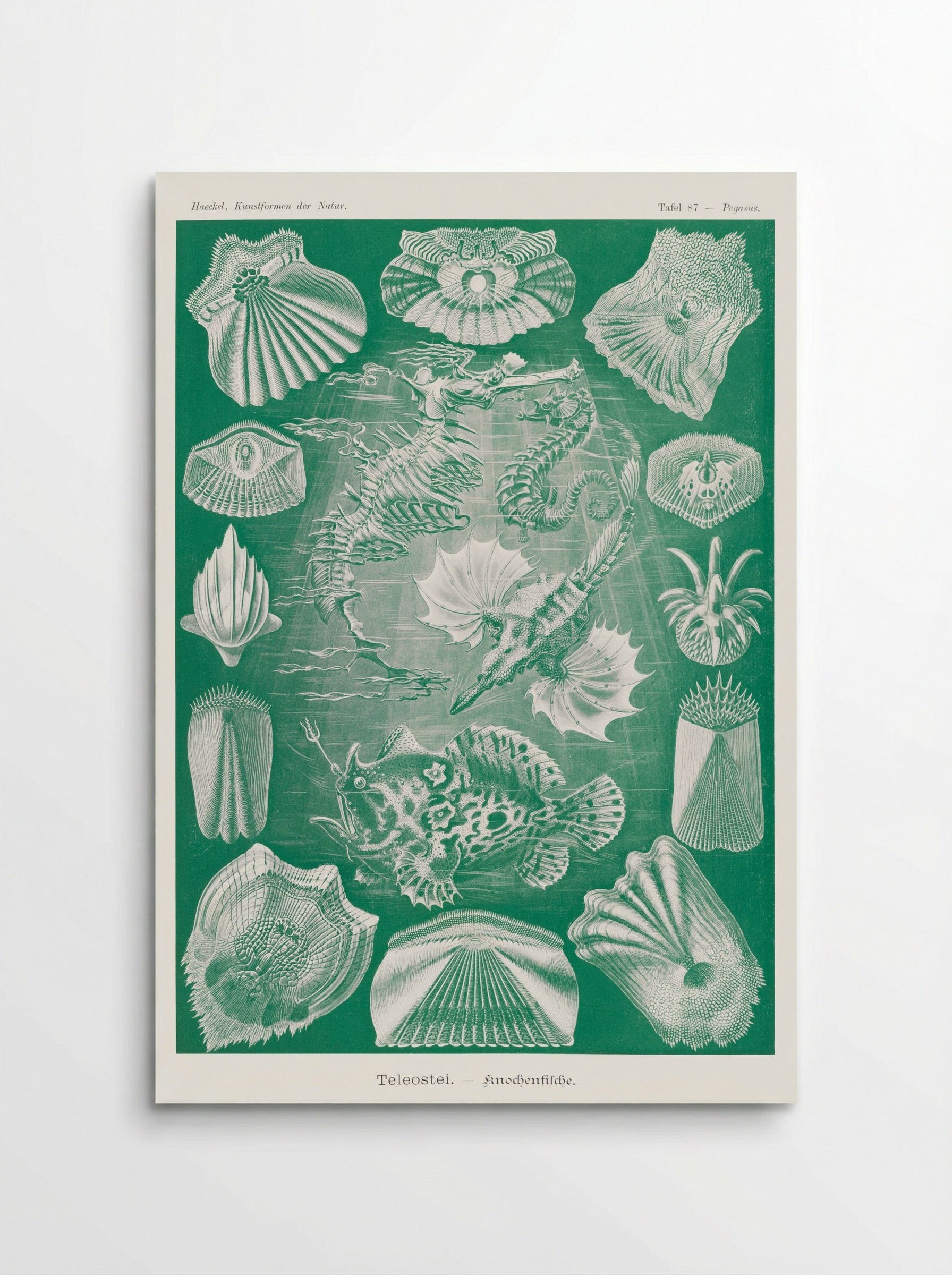 Teleostei-Knochenfische (1904) - Ernst Haeckel - Poster