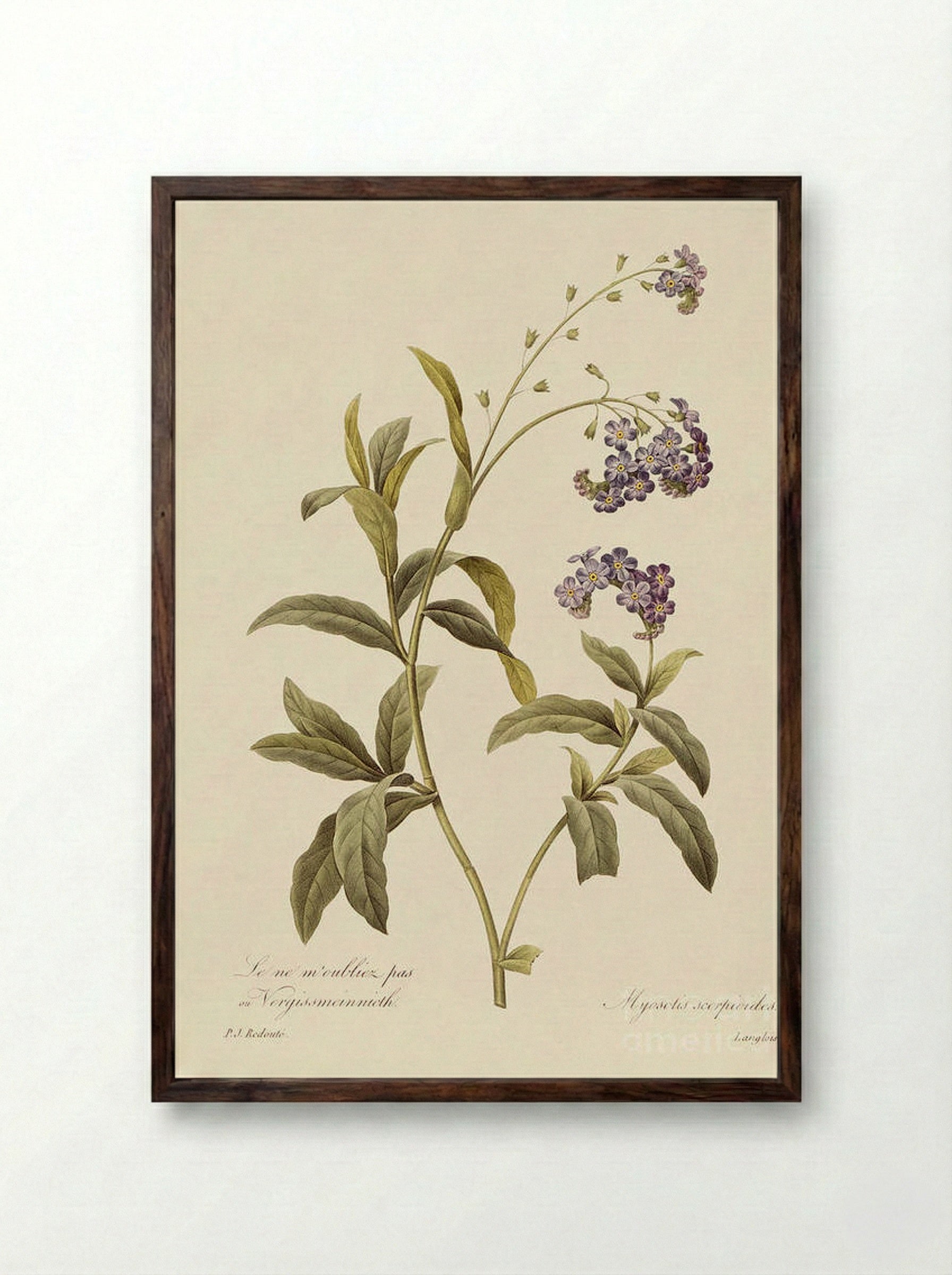 Forget Me Not - Pierre-Joseph Redouté - Framed Print Dark Wood