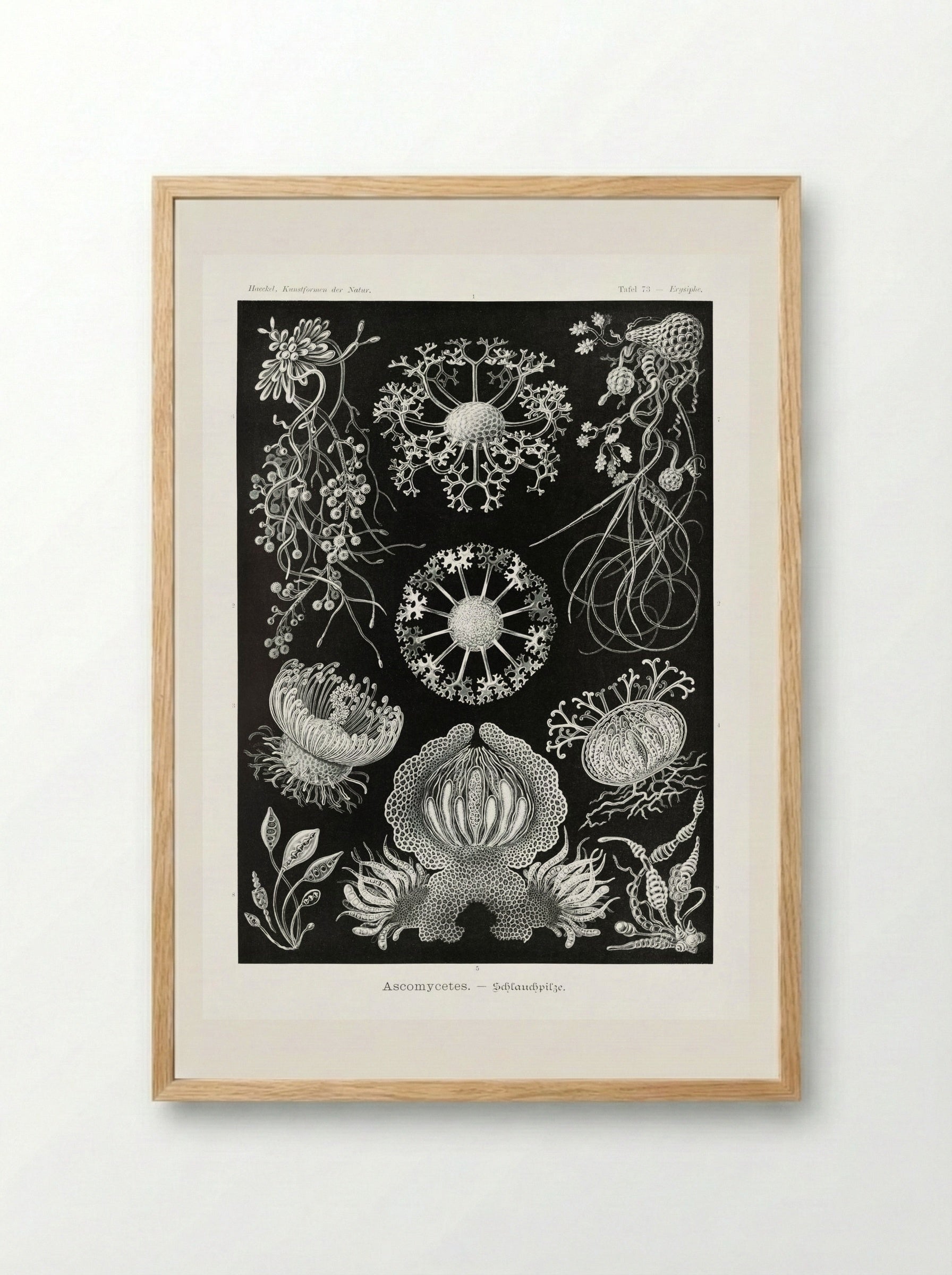 Ascomycetes-Schlauchpilze (1904) - Ernst Haeckel - Framed Print Wood