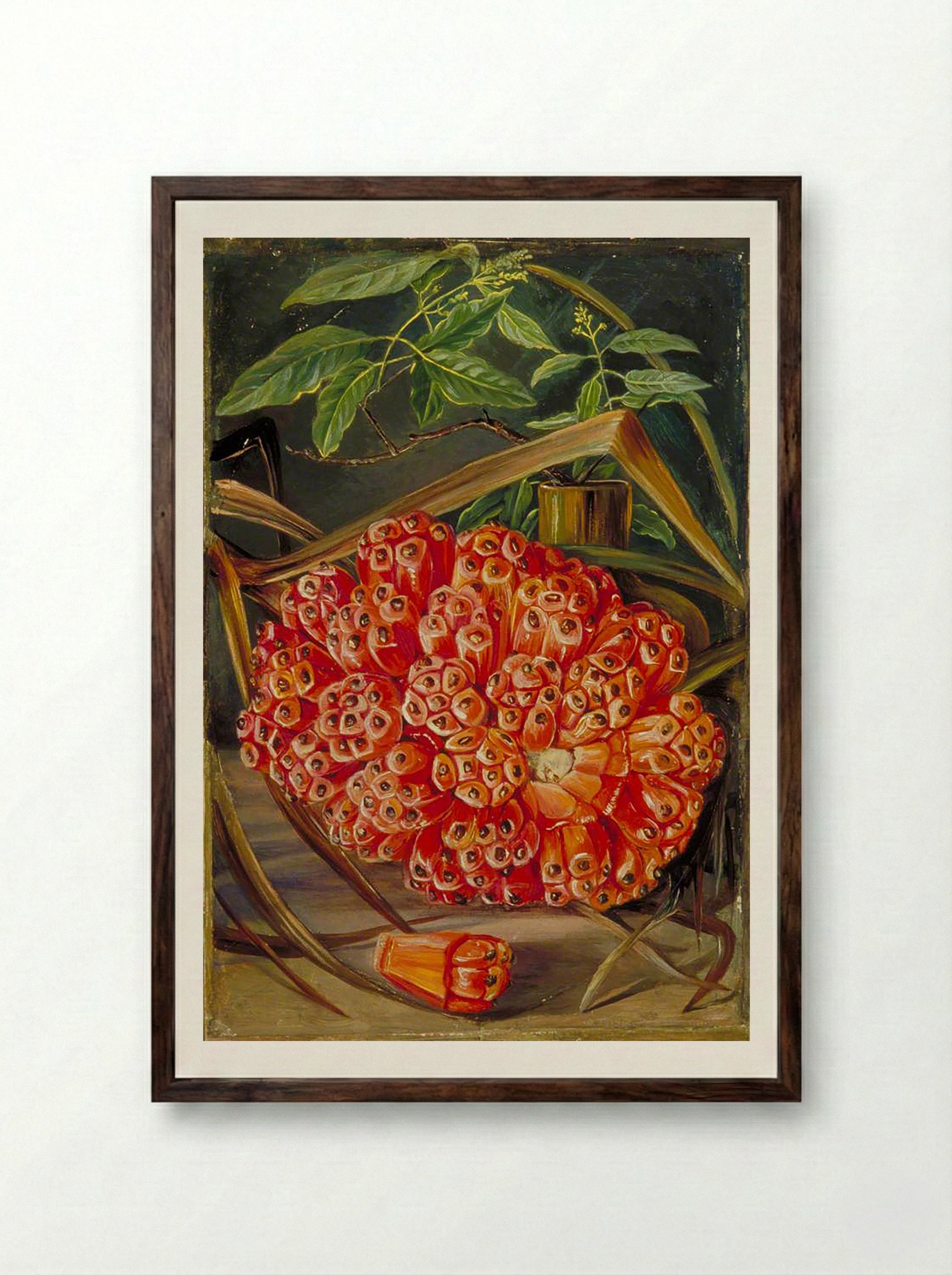 Ripe Fruit of a Screw Pine and a Sprig of Sandal Wood - Marianne North - Framed Print Dark Wood