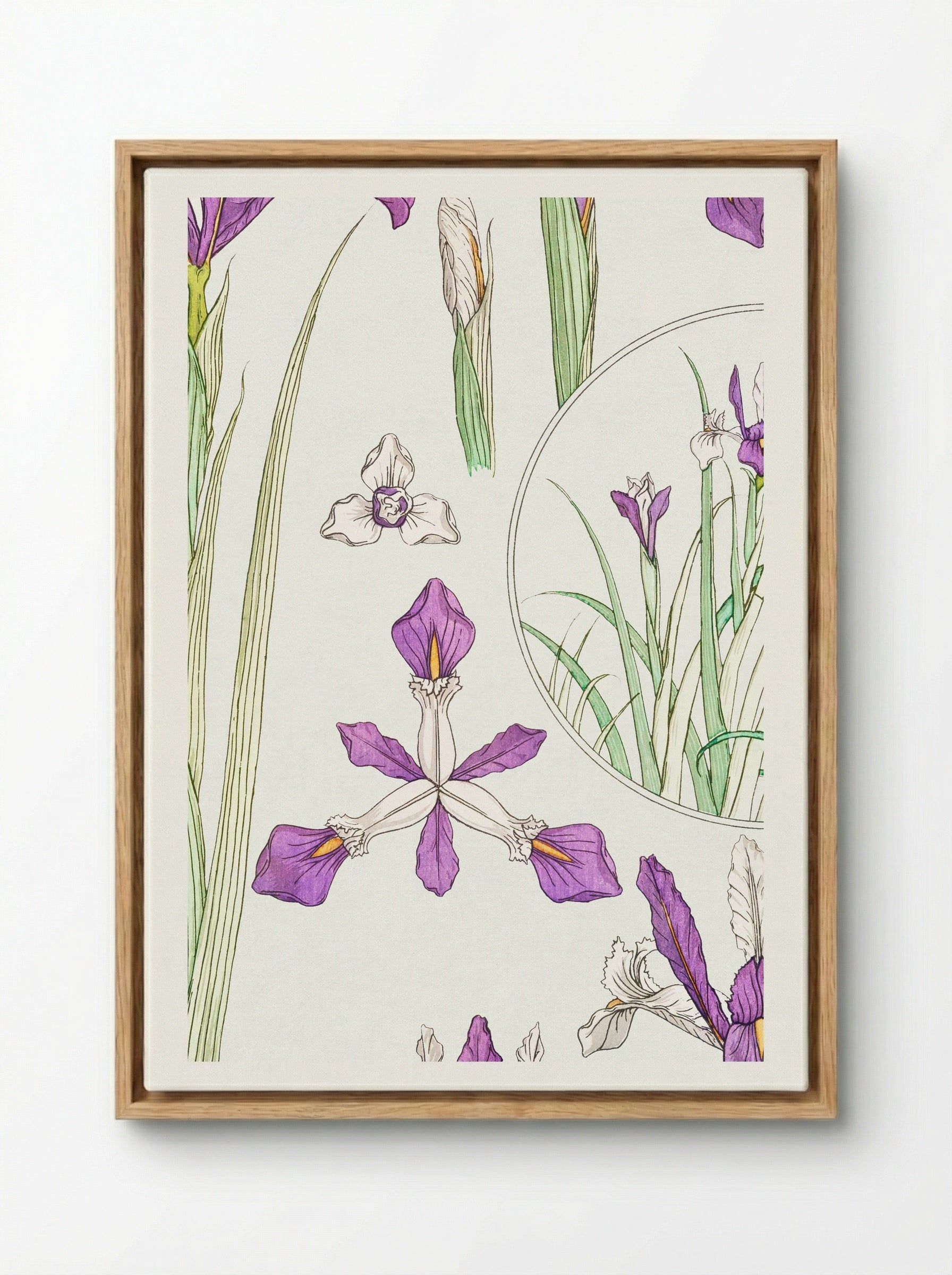 Iris, from La Plante et ses Applications ornementales - Maurice Pillard Verneuil - Framed Canvas Wood