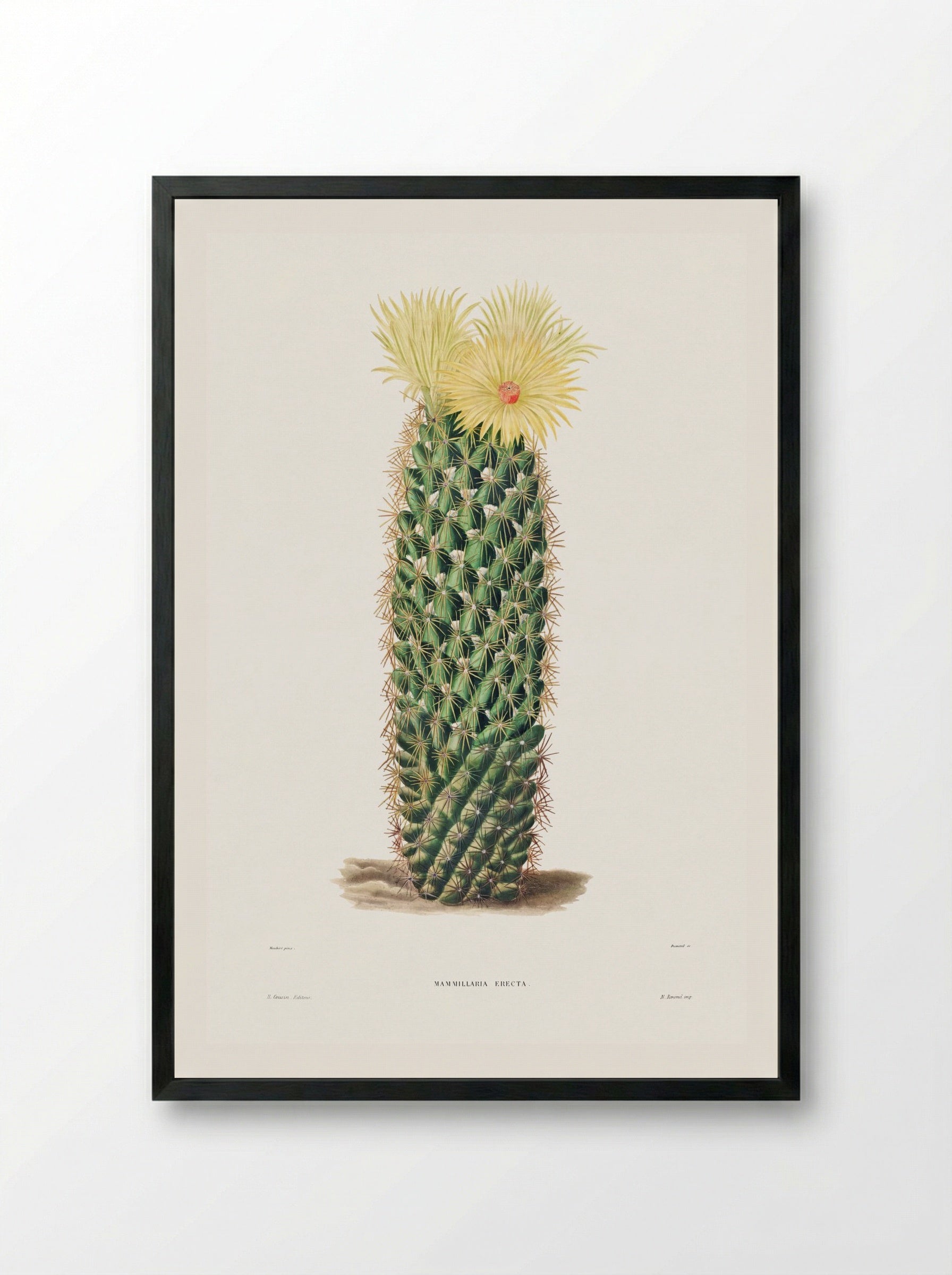 Hedgehog Cactus (Mammillaria Erecta) - Charles Antoine Lemaire - Framed Print Black
