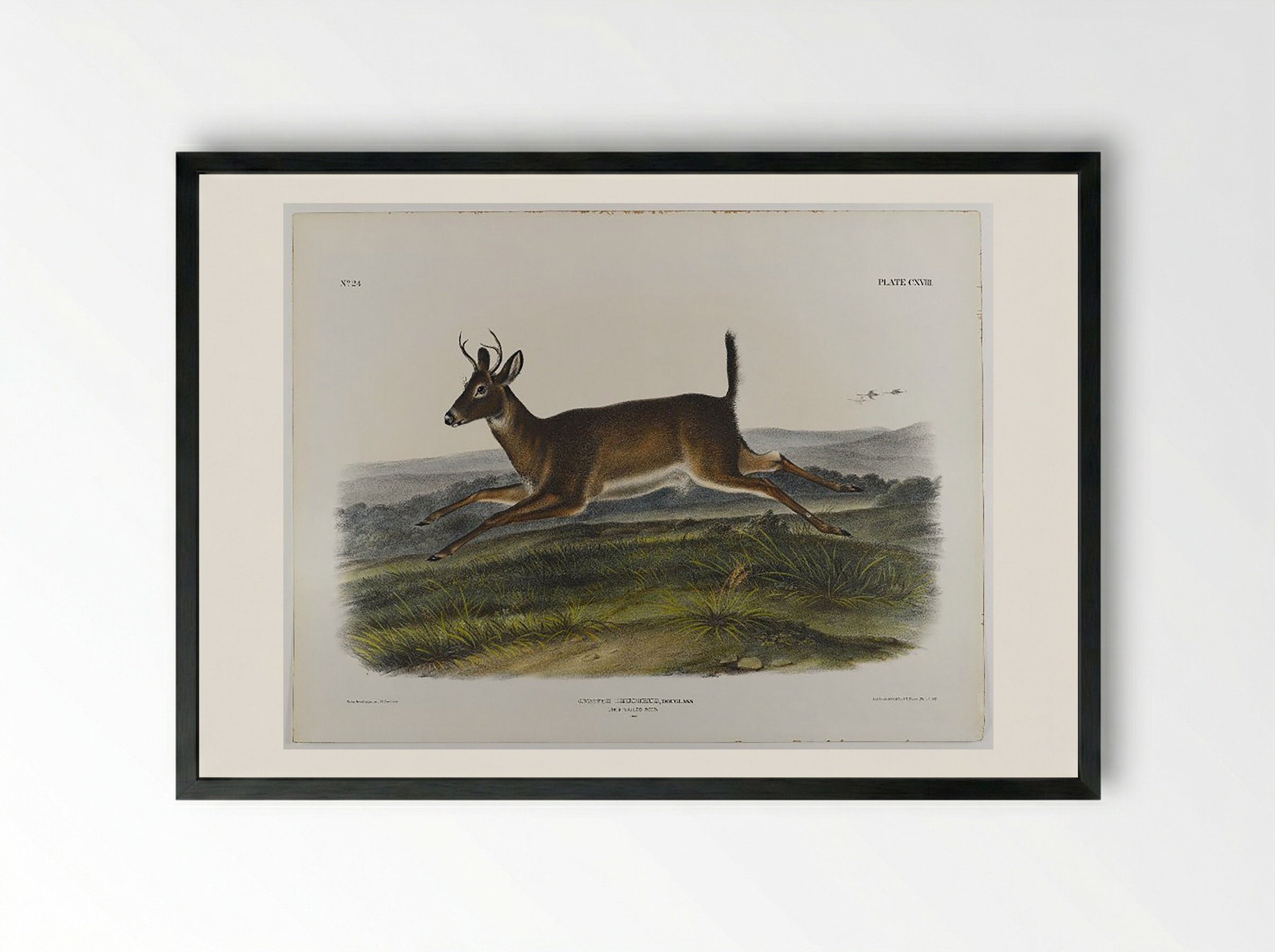 Long-Tailed Deer - John James Audubon - Framed Print Black
