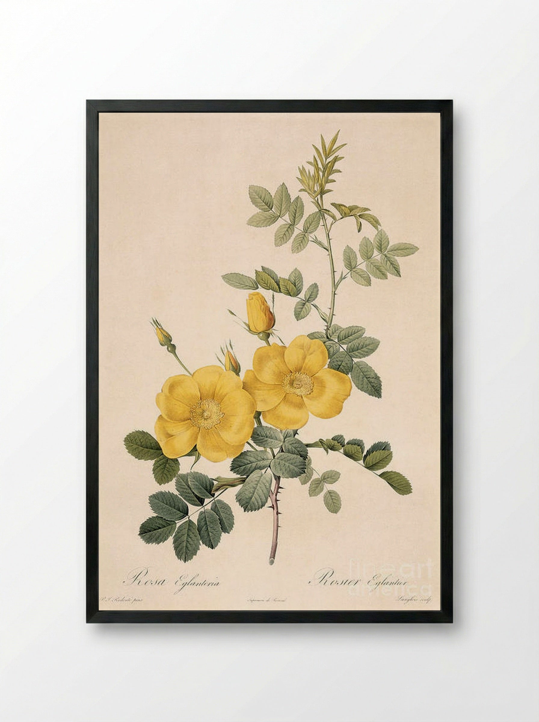 Rosa Eglanteria - Pierre-Joseph Redouté - Framed Print Black