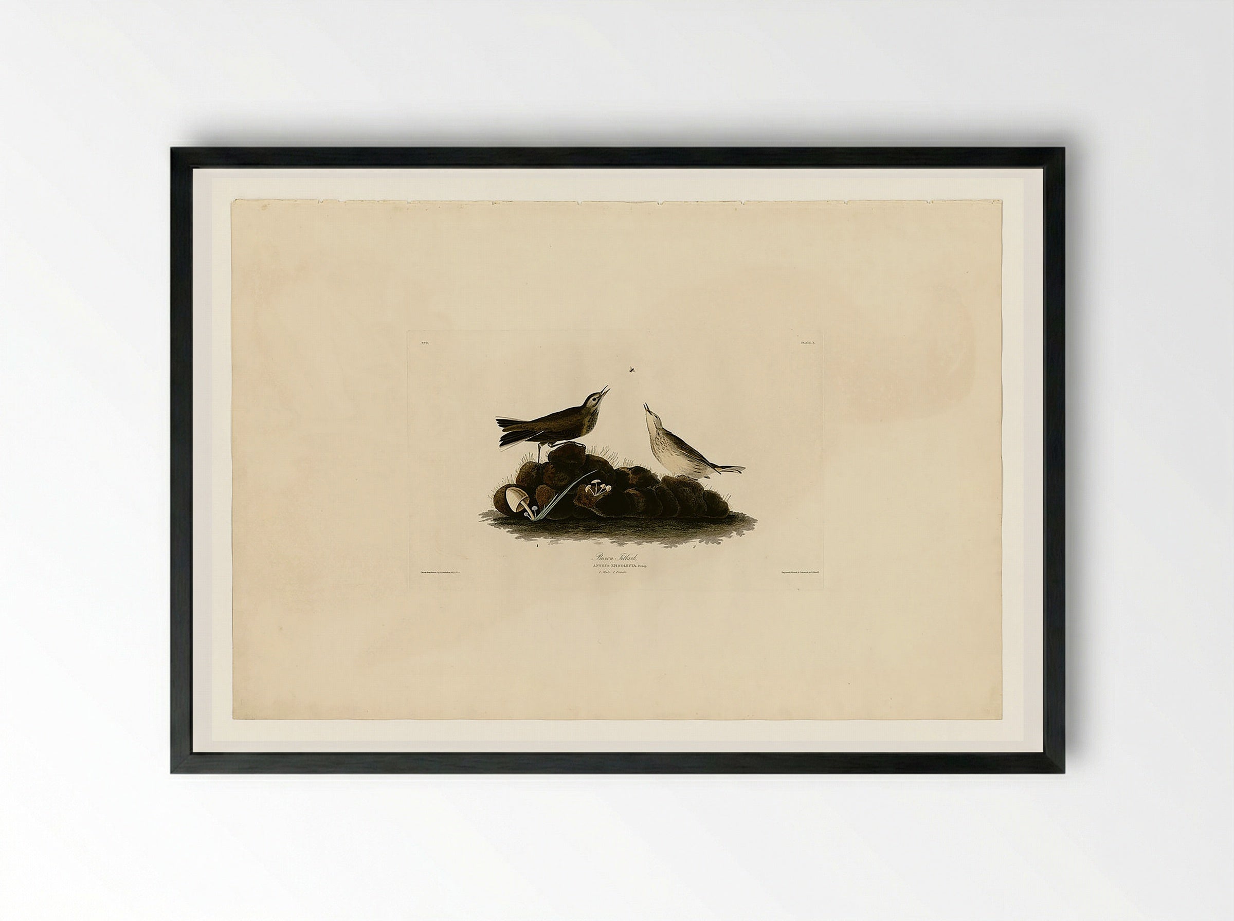 Plate 10. Brown Titlark - John James Audubon - Framed Print Black