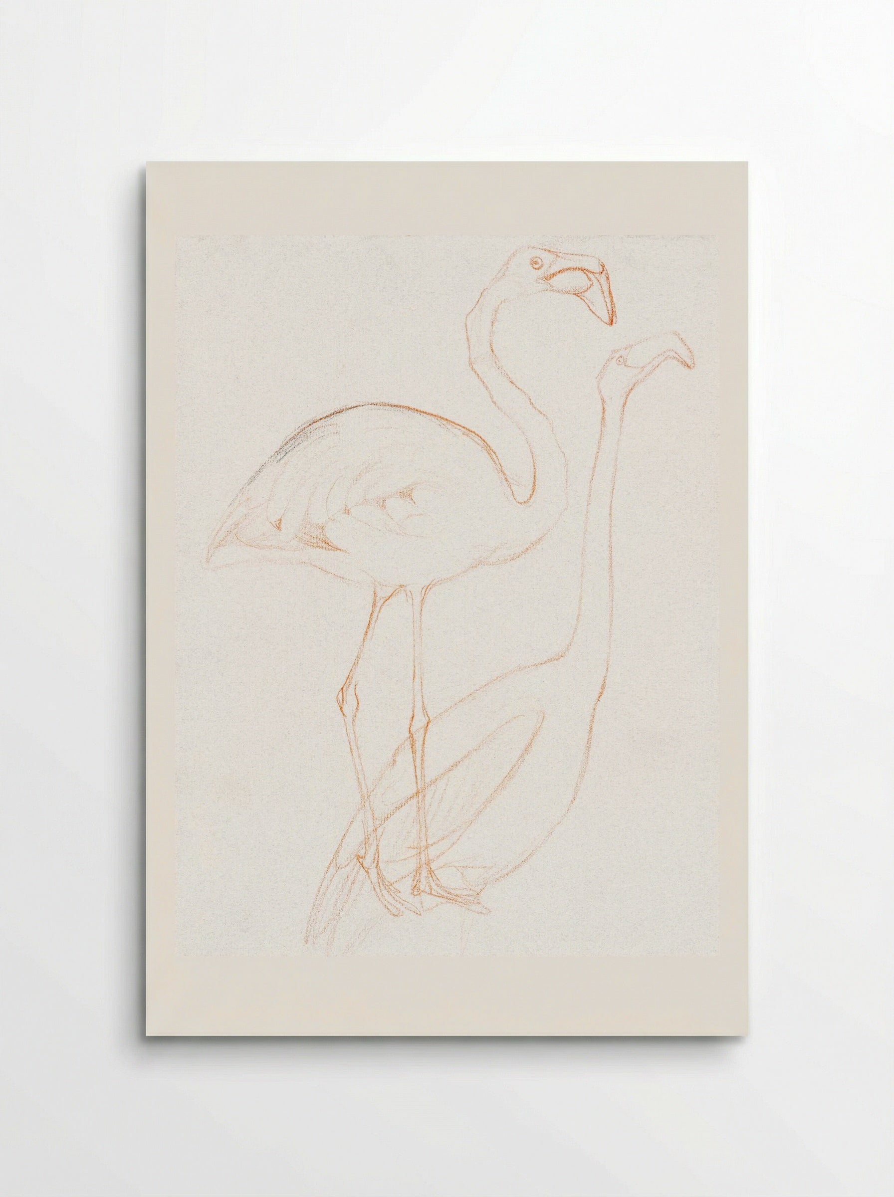 Two Studies of a Flamingo - Theo van Hoytema - Poster