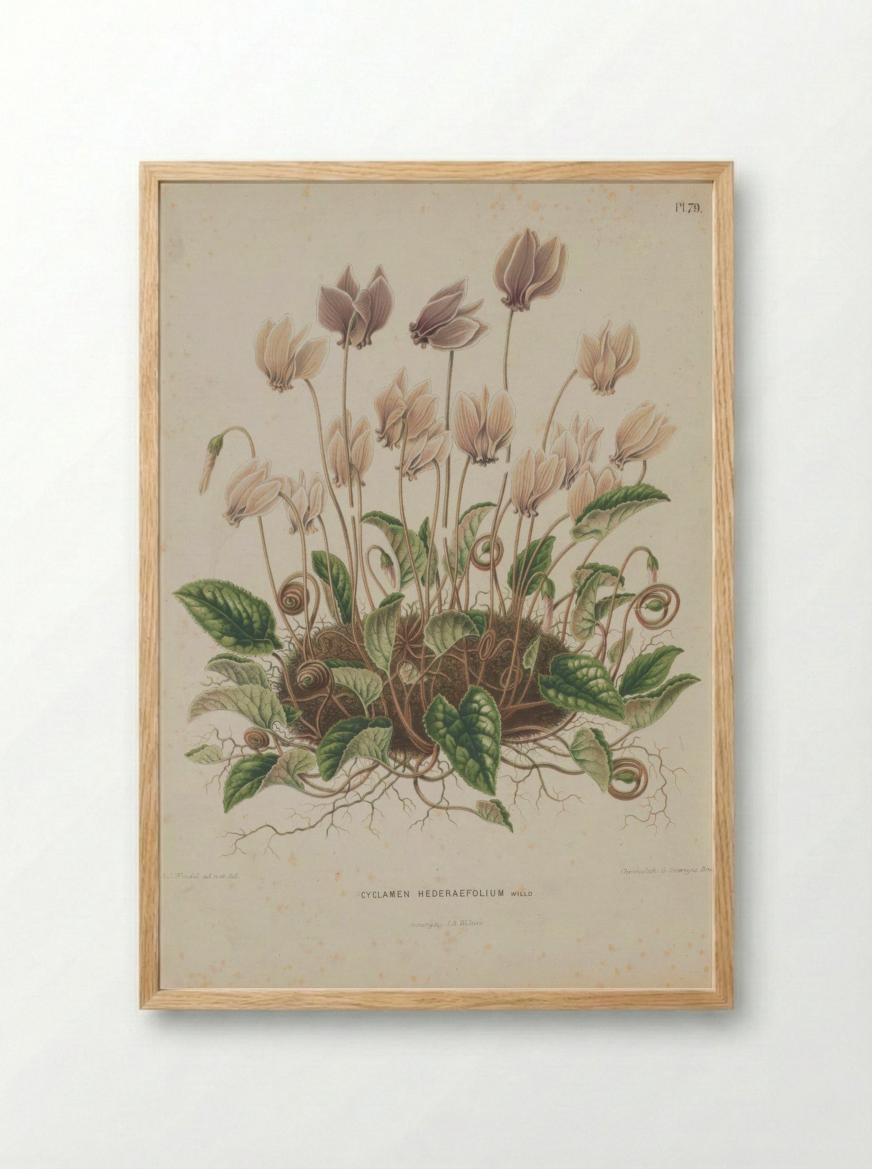 Cyclamen Hederifolium Aiton - A. J. Wendel - Framed Print Wood