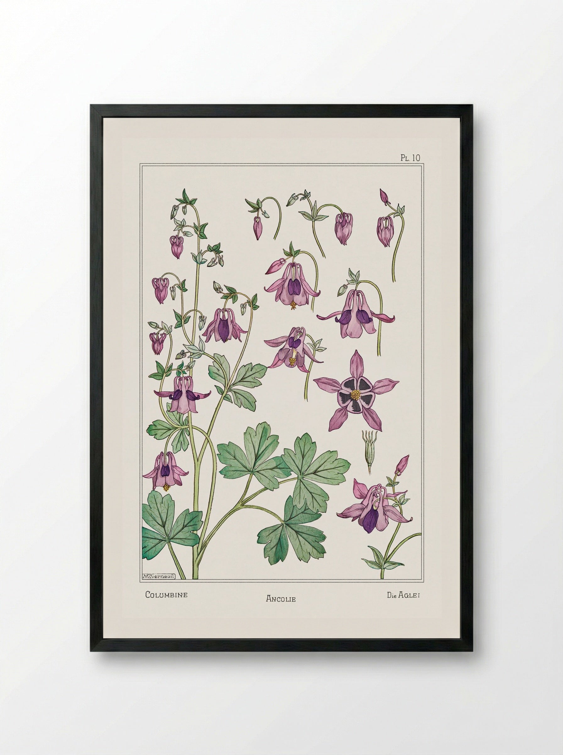 Ancolie (Columbine) from La Plante et ses Applications ornementales - Maurice Pillard Verneuil - Framed Print Black
