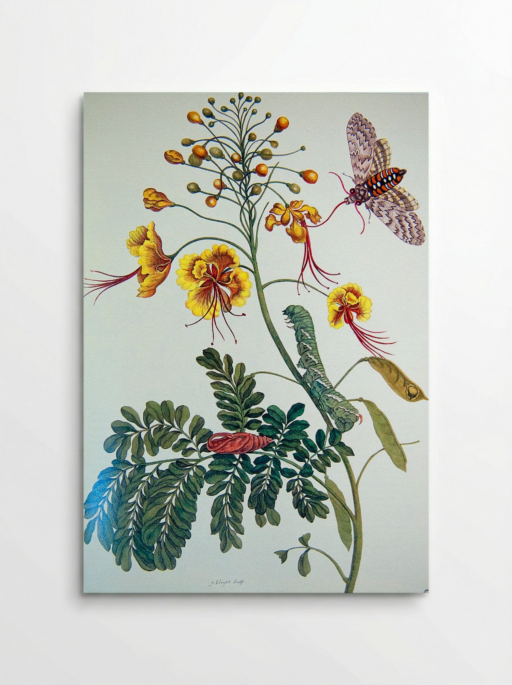 From Metamorphosis insectorum Surinamensium, Plate XLV - Maria Sibylla Merian - Poster
