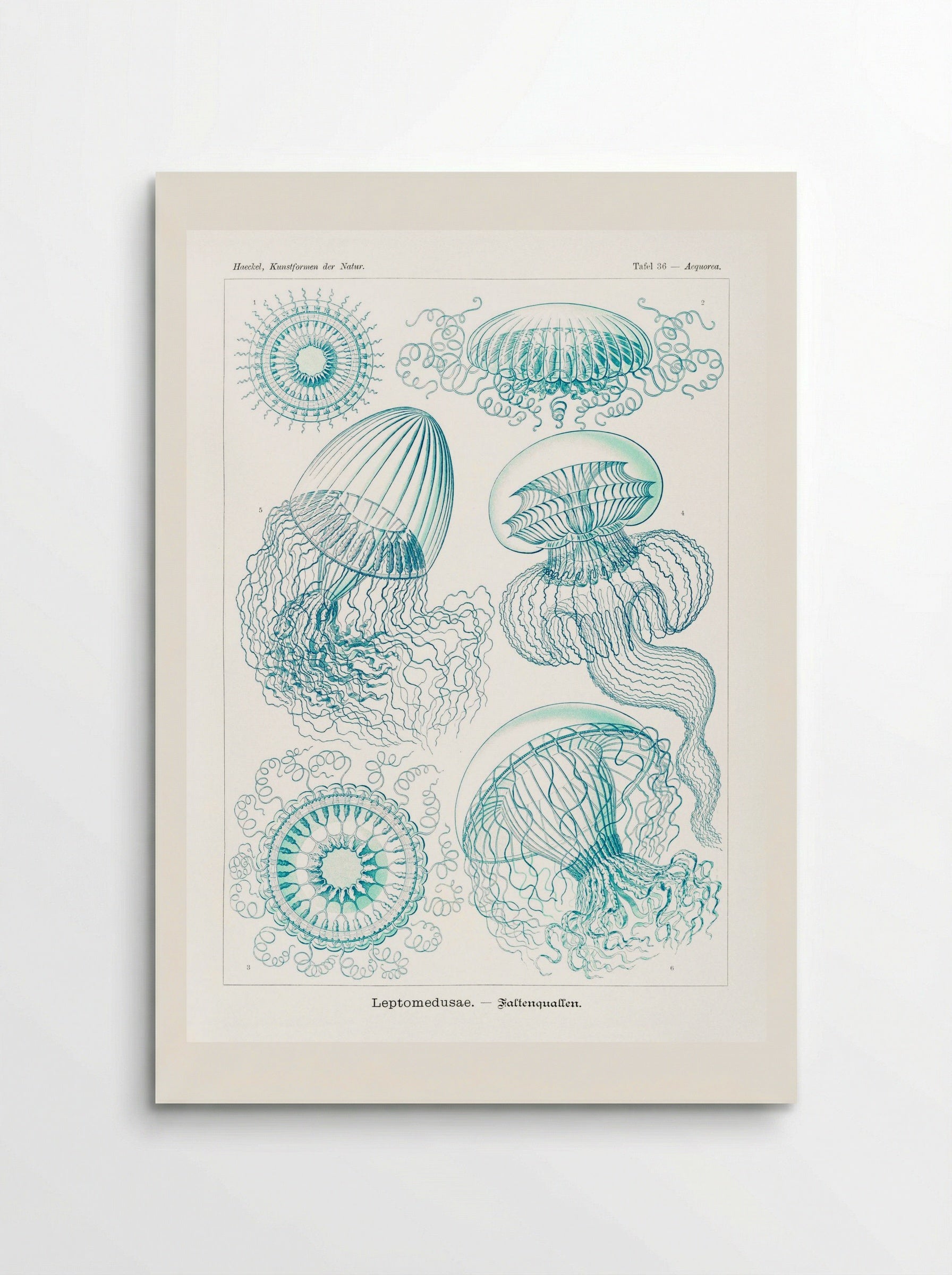 Leptomedusae-Faltenquallen (1904) - Ernst Haeckel - Poster