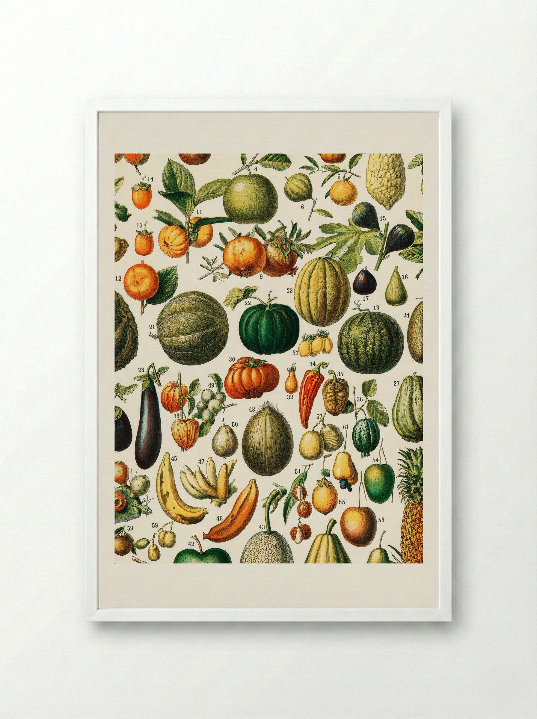 Fruits (from Nouveau Larousse Illustré) - Adolphe Millot - Framed Print White