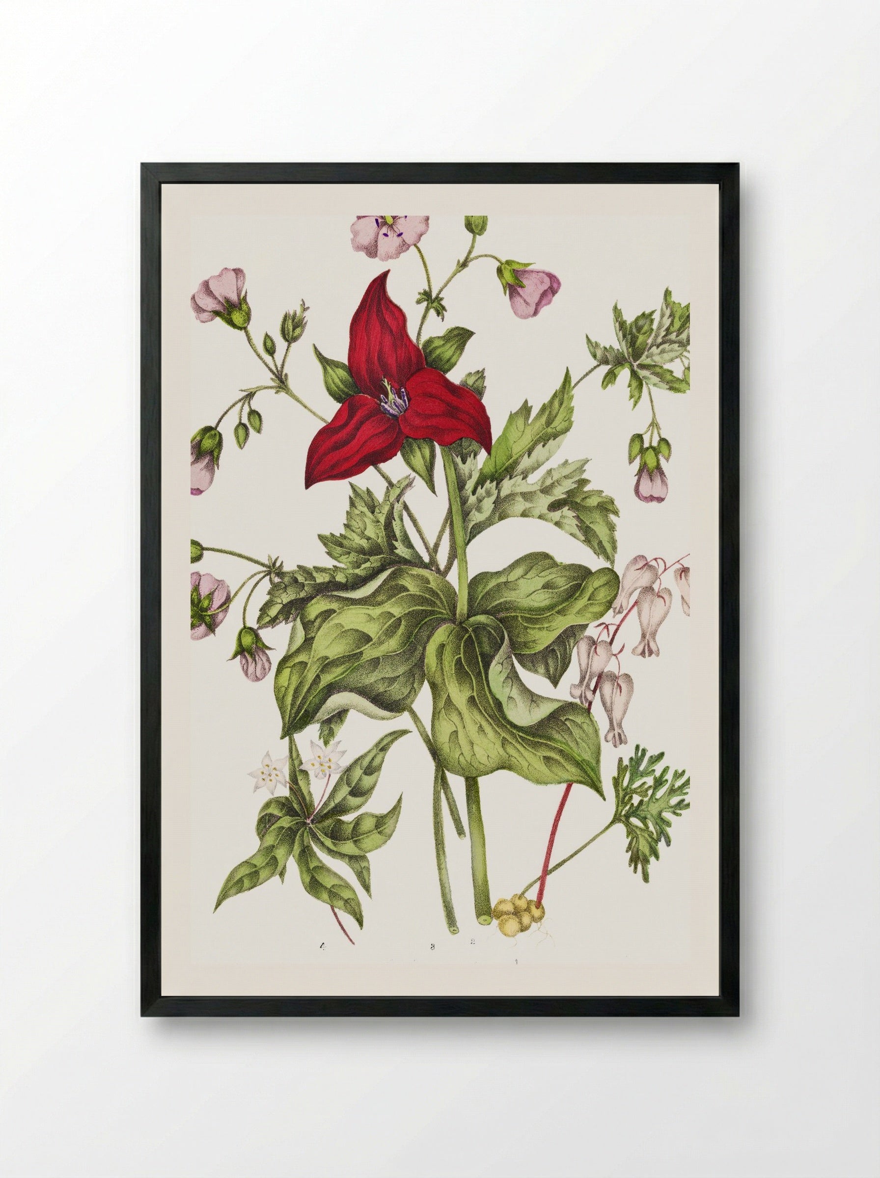 Dicentra Canadensis and Trillium erectum (1869) - Unknown Artist - Framed Print Black