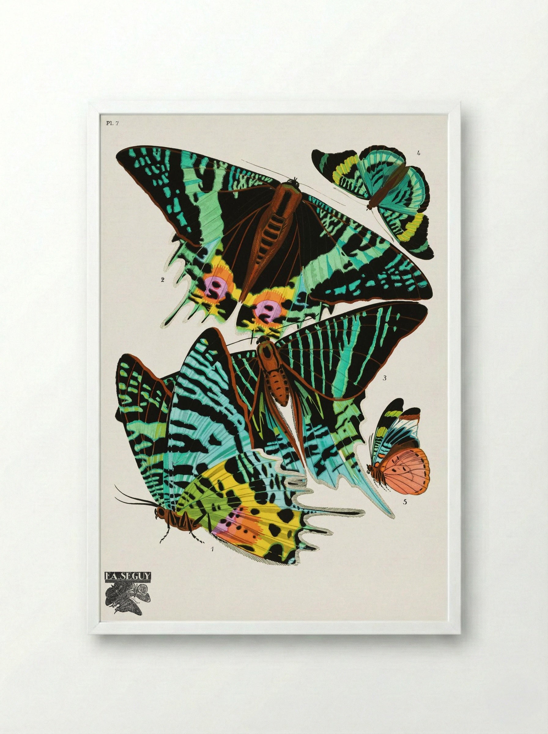 Butterflies (Plate 7) - Émile-Allain Séguy - Framed Print White