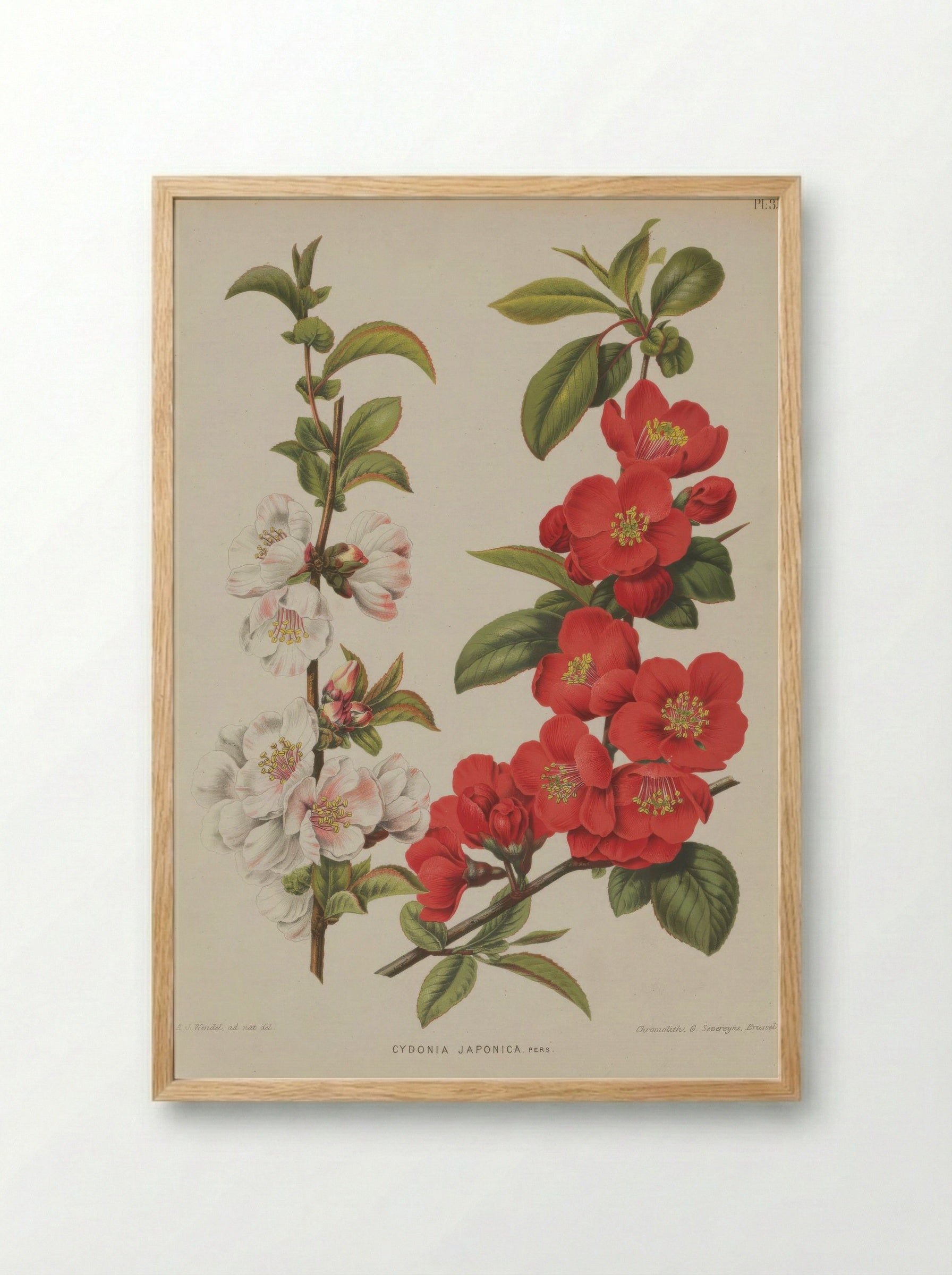 Cydonia Japonica Thunb. Pers. - A. J. Wendel - Framed Print Wood