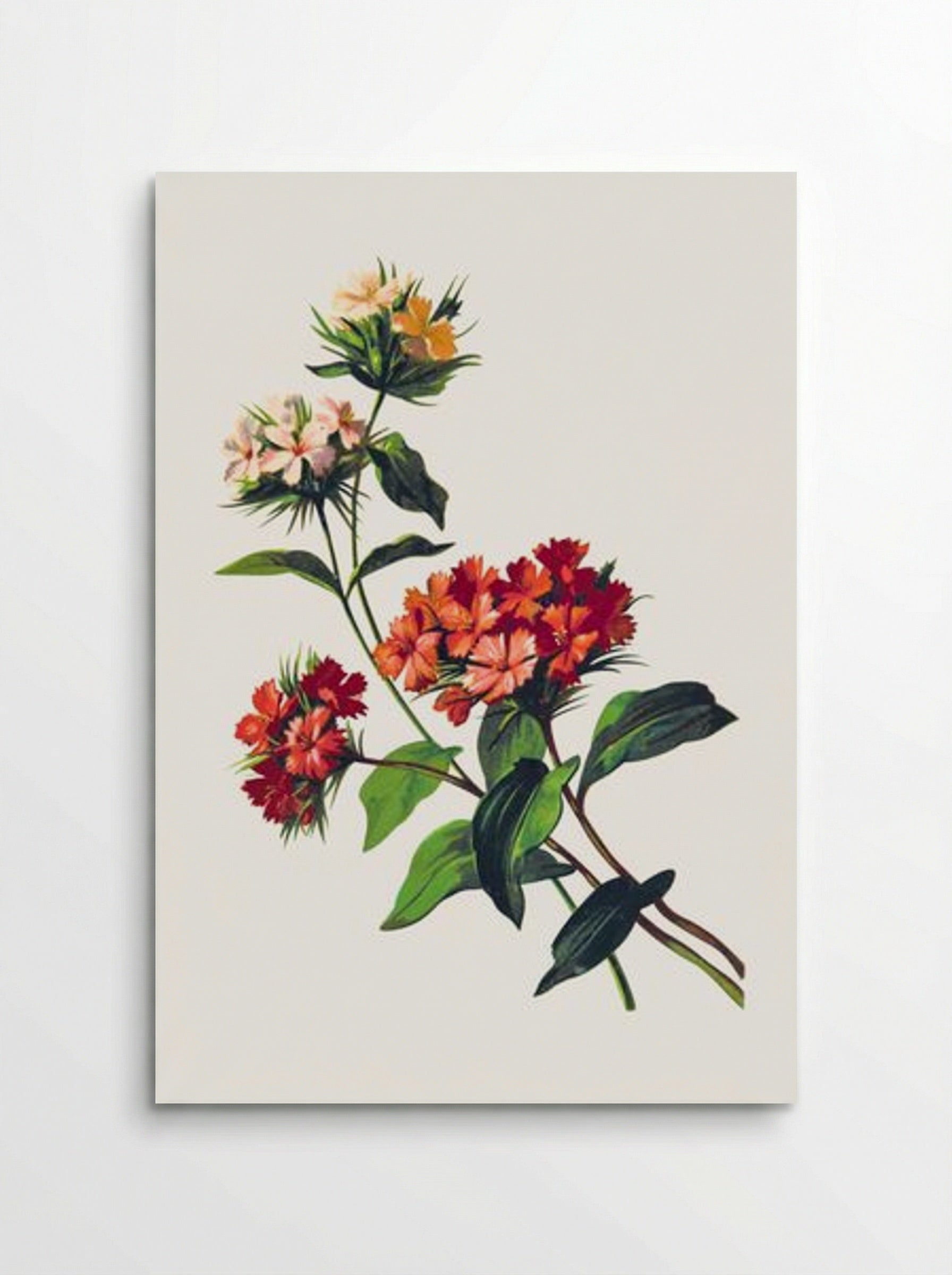 Sweet William Flower - Fine Art Print - Poster