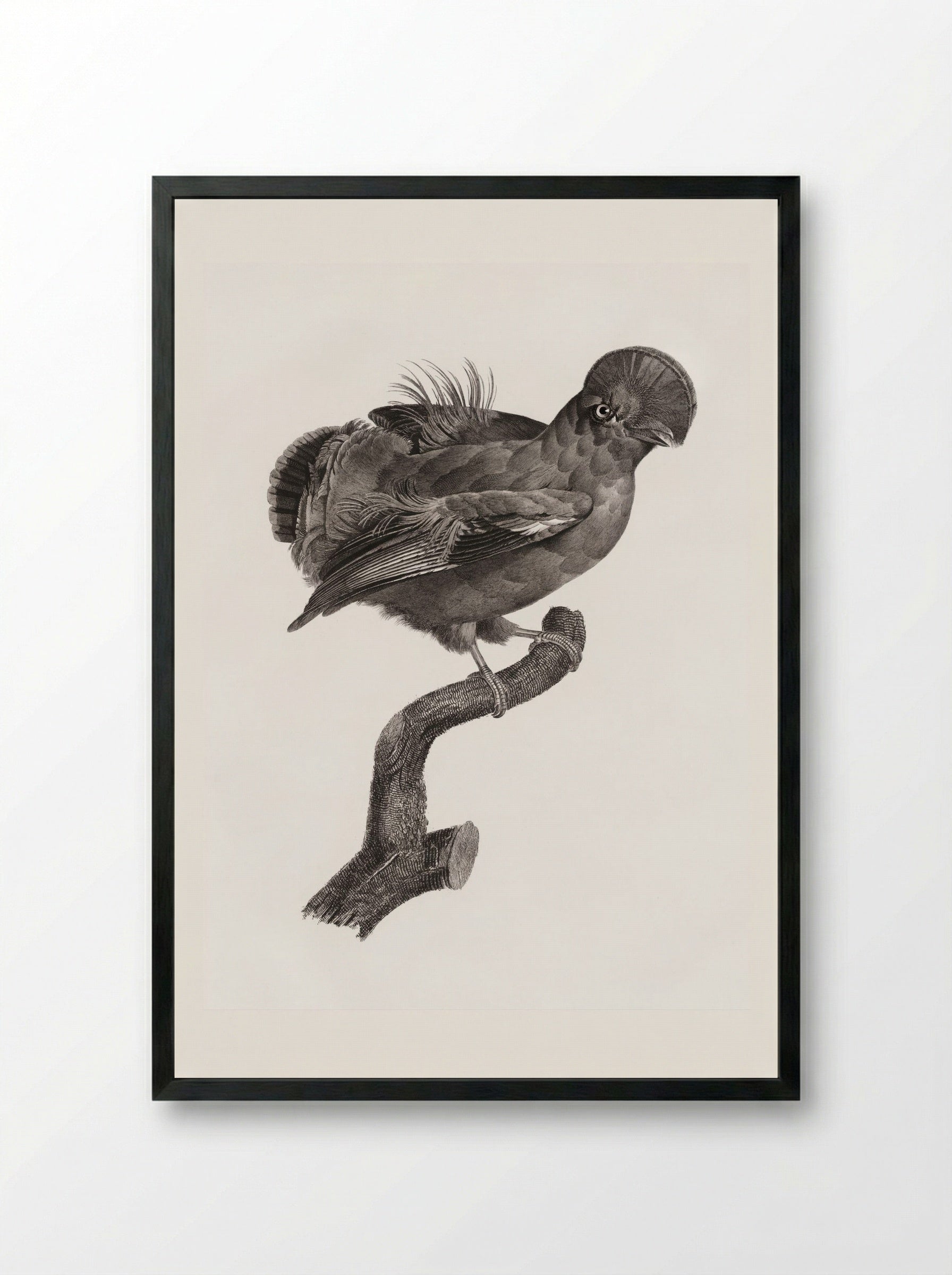 Guianan Cock-of-the-Rock, Male - Jacques Barraband - Framed Print Black