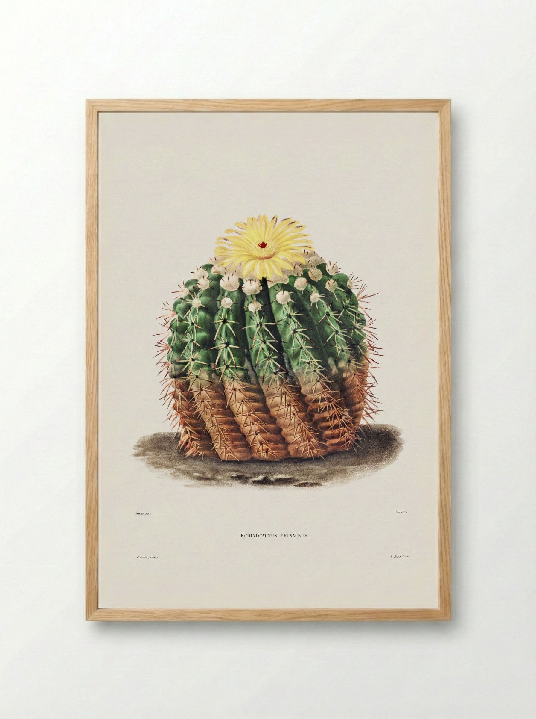 Golden Barrel Cactus (Echinocactus rinaceus) - Charles Antoine Lemaire - Framed Print Wood
