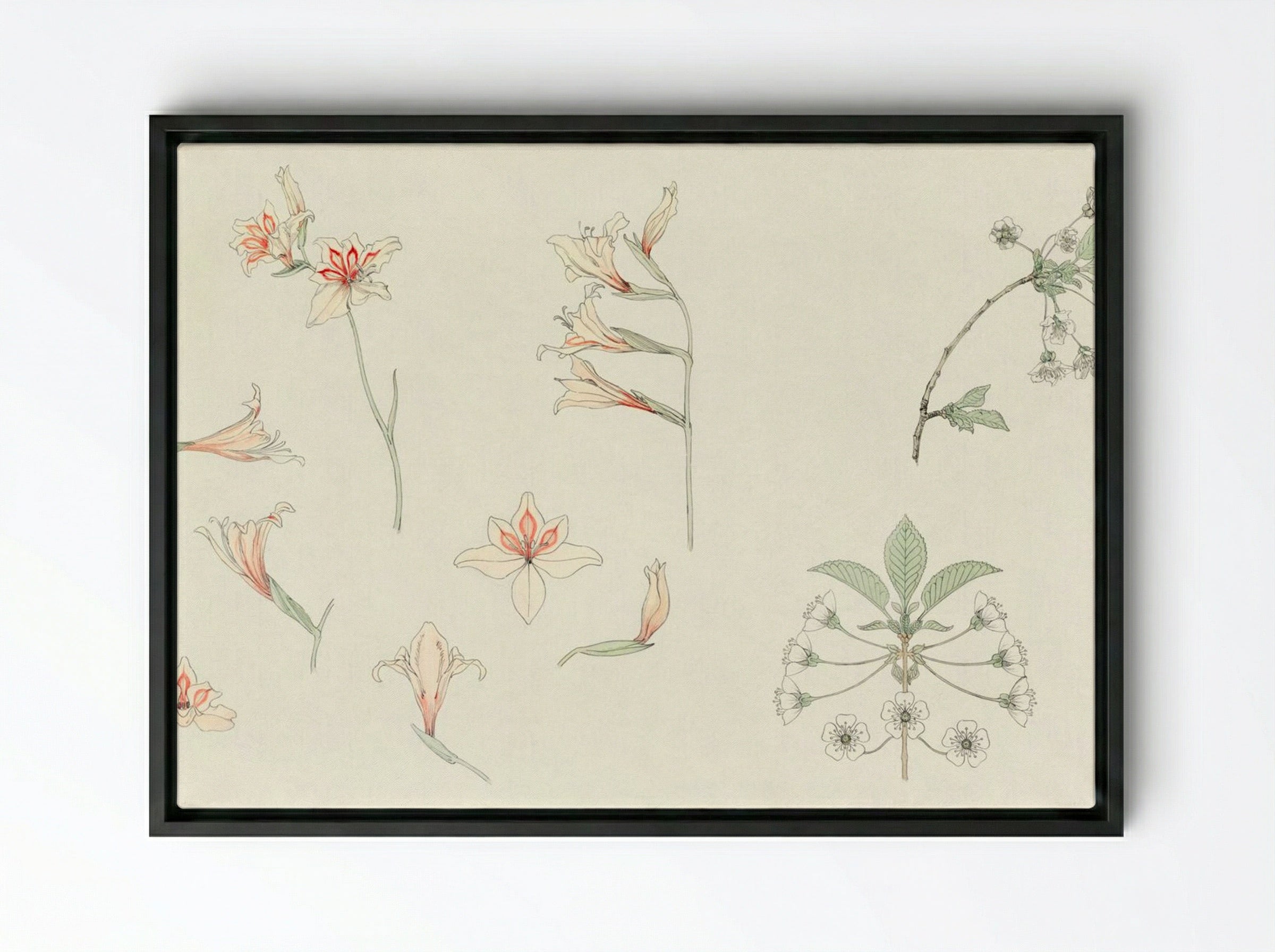 Study Sheet with Gladiolus and Apple Blossom - Julie de Graag - Framed Canvas Black
