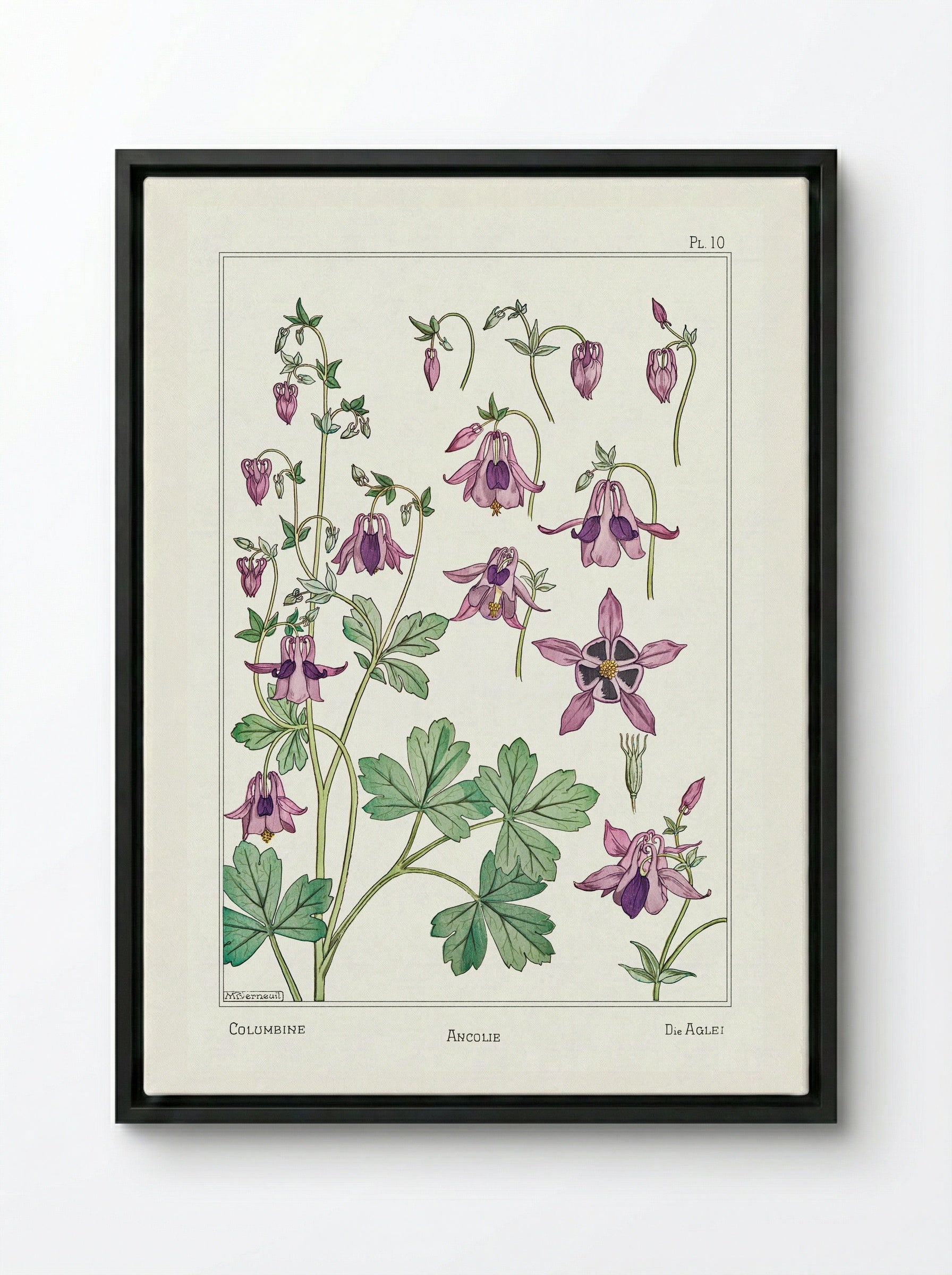 Ancolie (Columbine) from La Plante et ses Applications ornementales - Maurice Pillard Verneuil - Framed Canvas Black