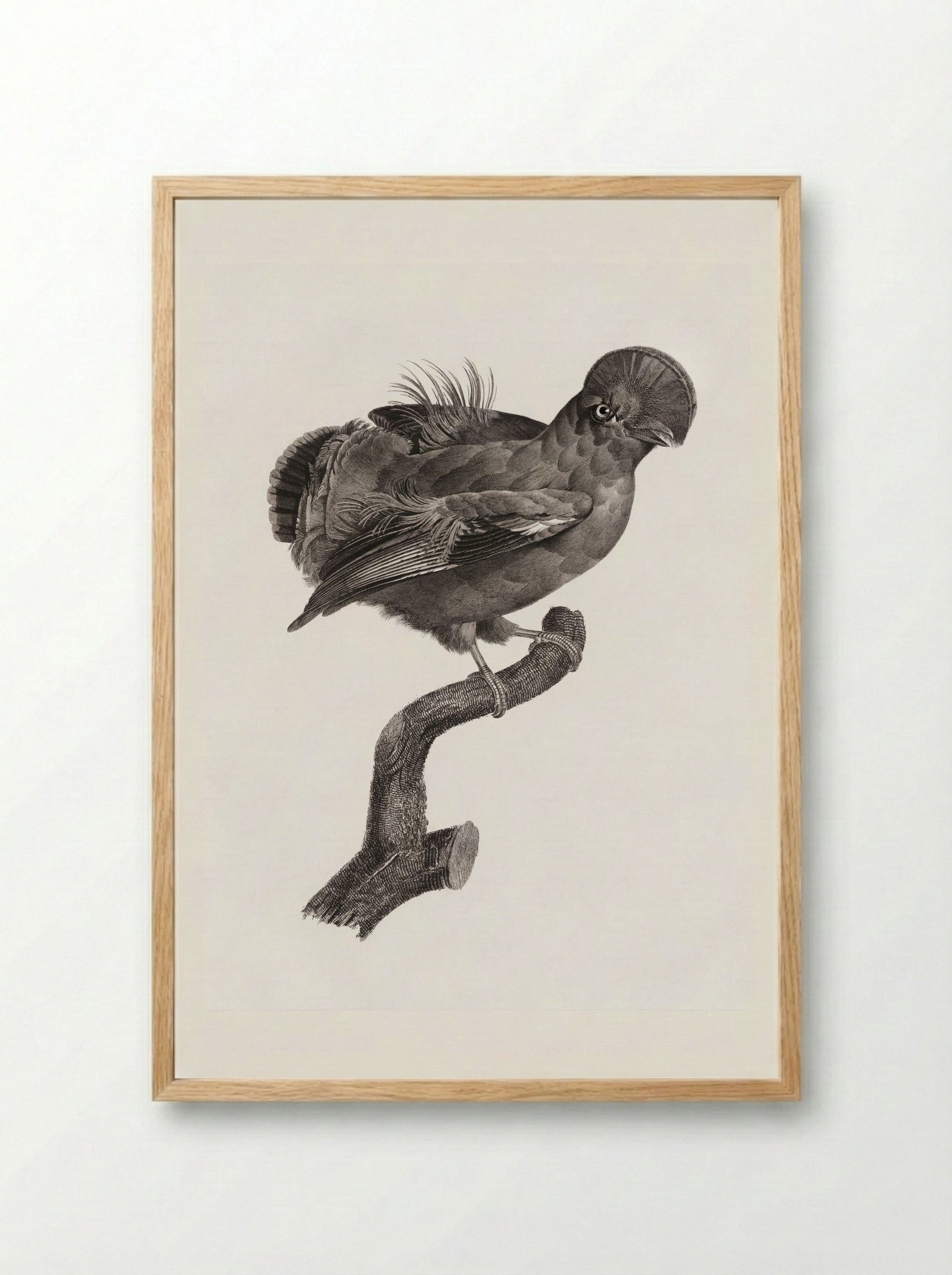 Guianan Cock-of-the-Rock, Male - Jacques Barraband - Framed Print Wood