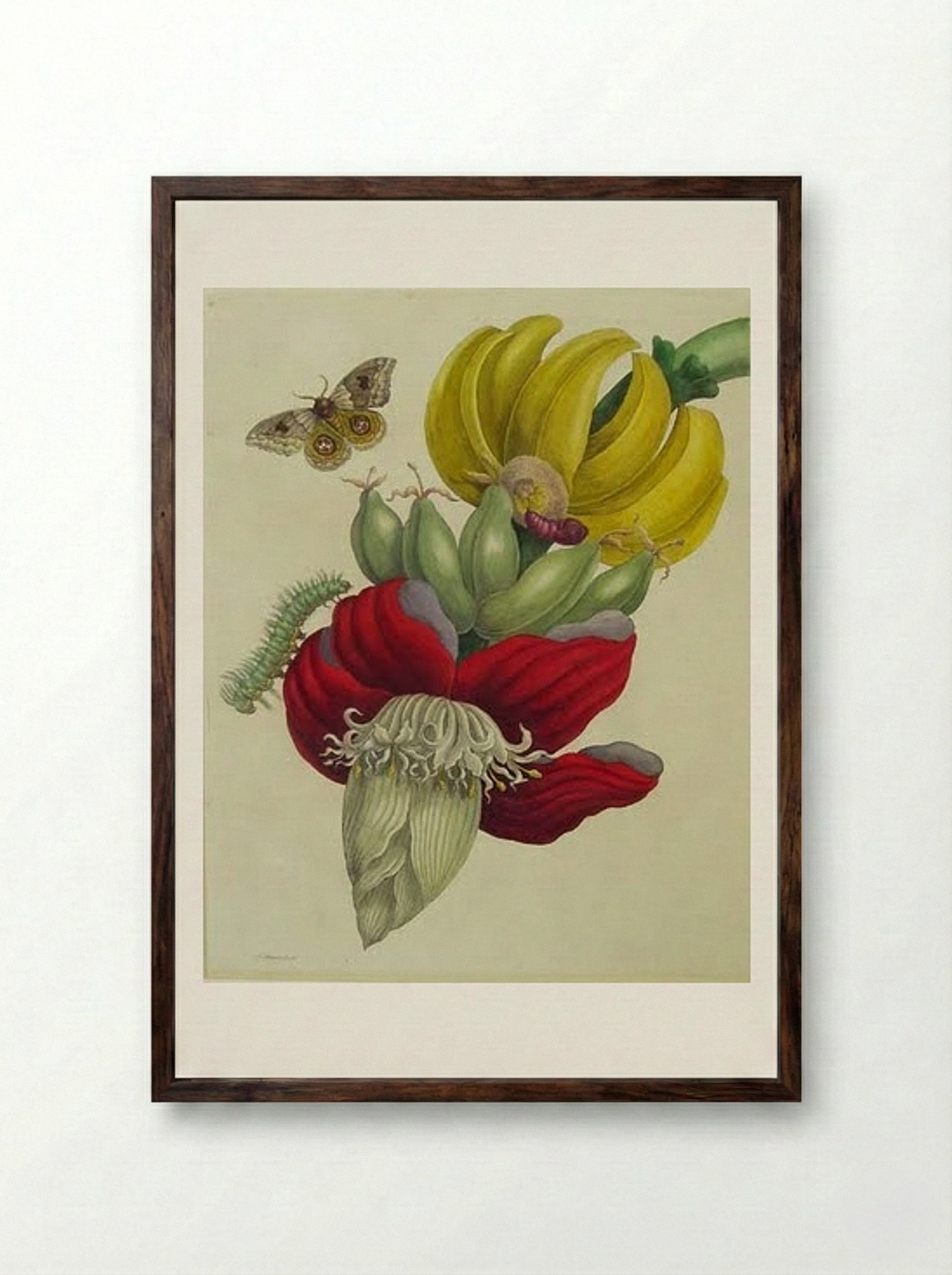 Inflorescence of Banana - Maria Sibylla Merian - Framed Print Dark Wood