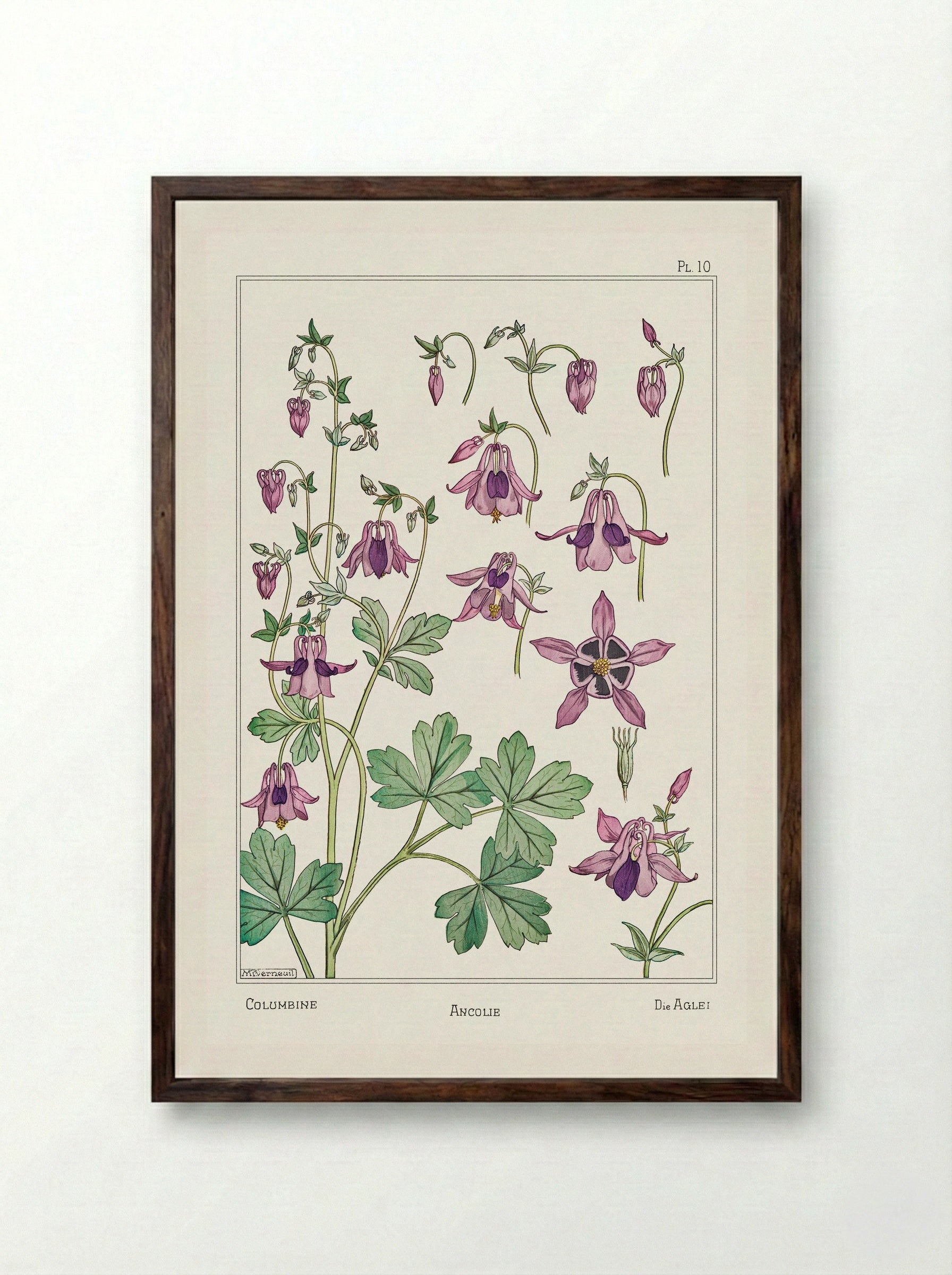 Ancolie (Columbine) from La Plante et ses Applications ornementales - Maurice Pillard Verneuil - Framed Print Dark Wood
