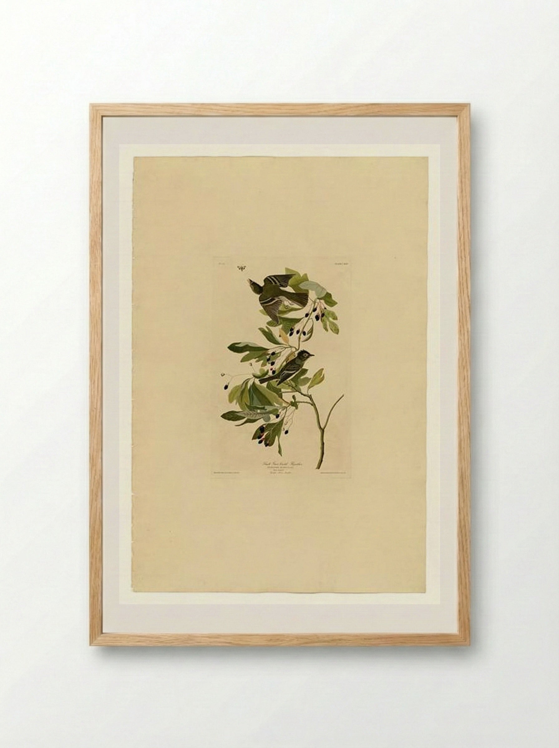 Plate 144 Small Green Crested Flycatcher - John James Audubon - Framed Print Wood