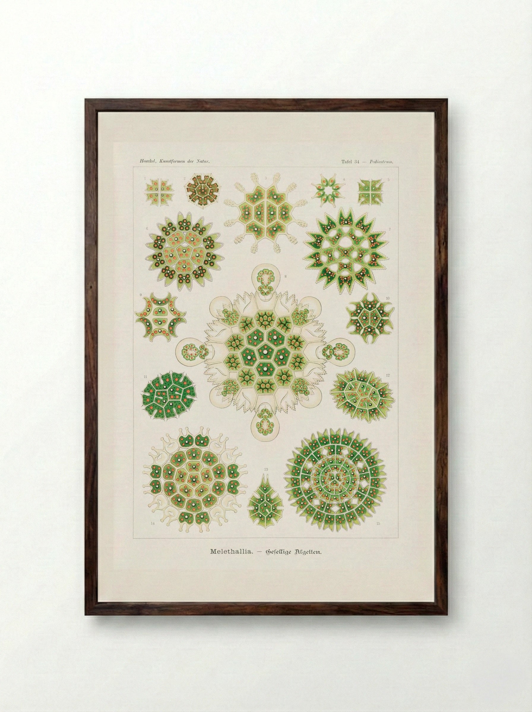 Melethallia-Gesellige Algetten (1904) - Ernst Haeckel - Framed Print Dark Wood