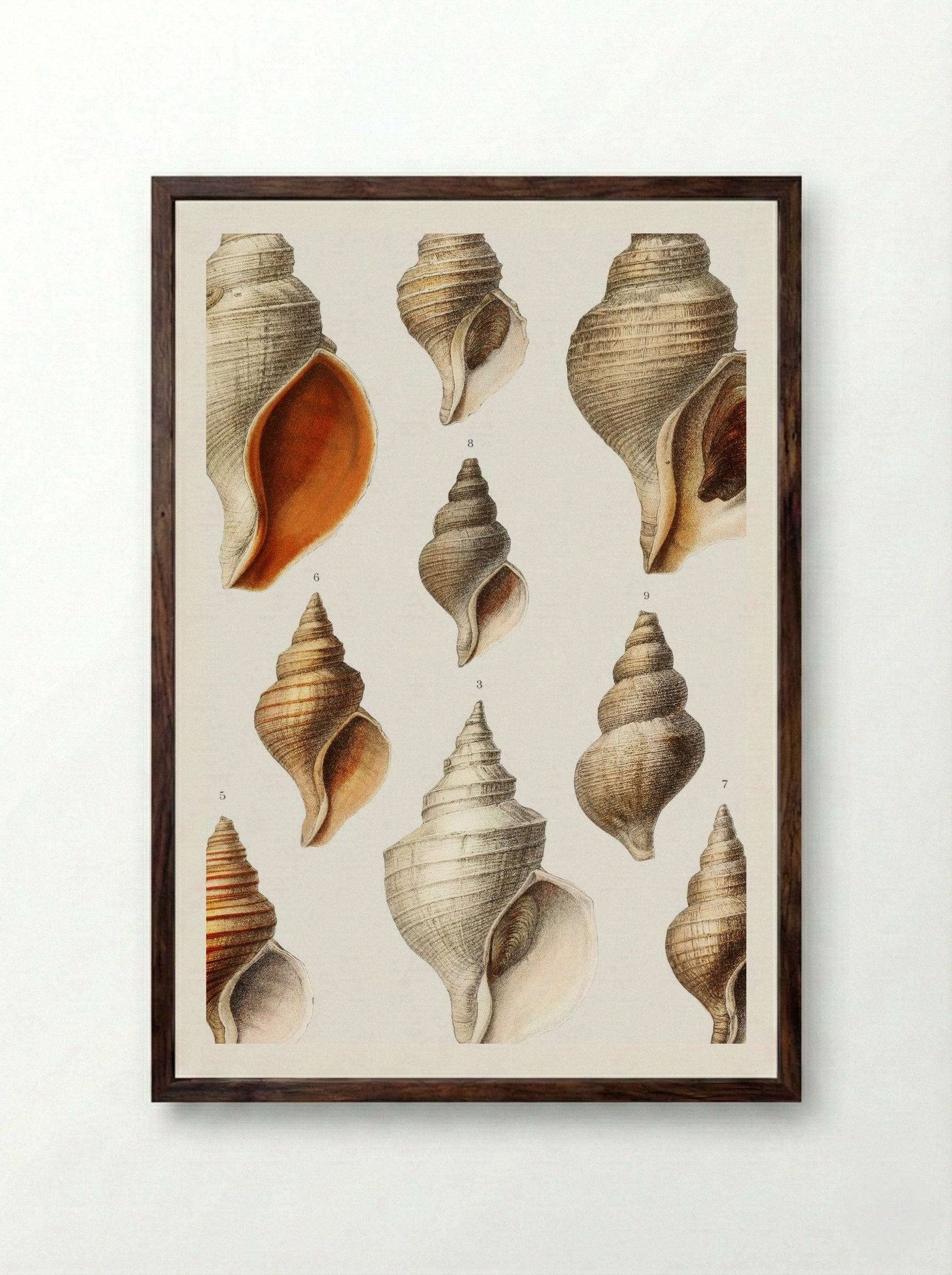 Molluscs of the Northern Seas - Albert I of Monaco - Framed Print Dark Wood